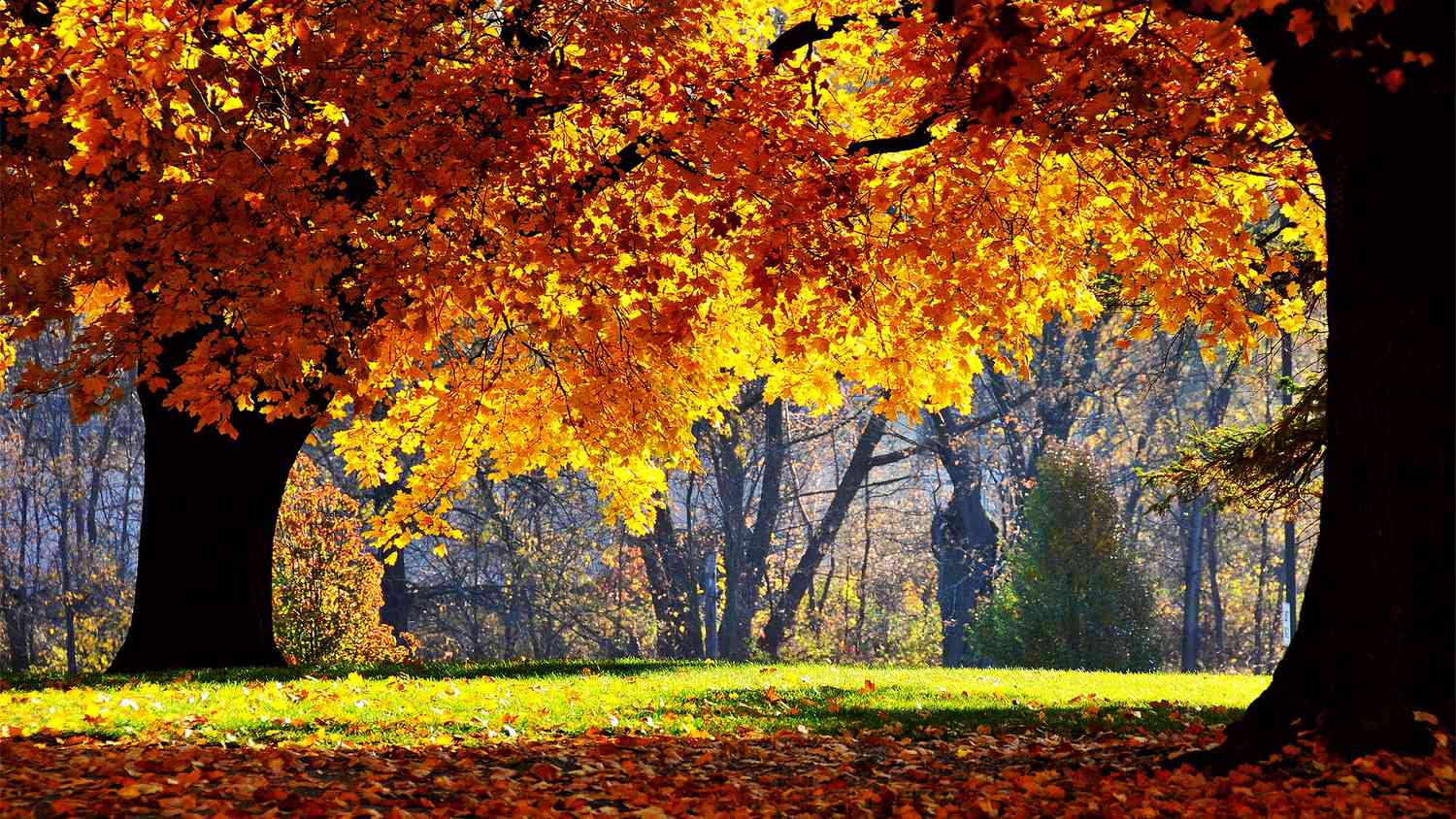 Best Free Autumn Wallpaper Tech Edvocate