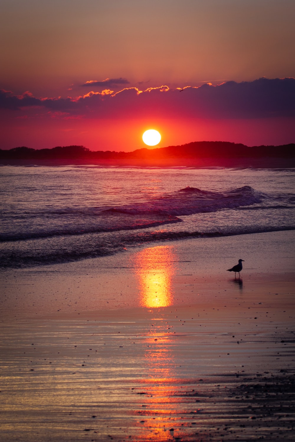 Birds Sunset Picture. Download Free Image