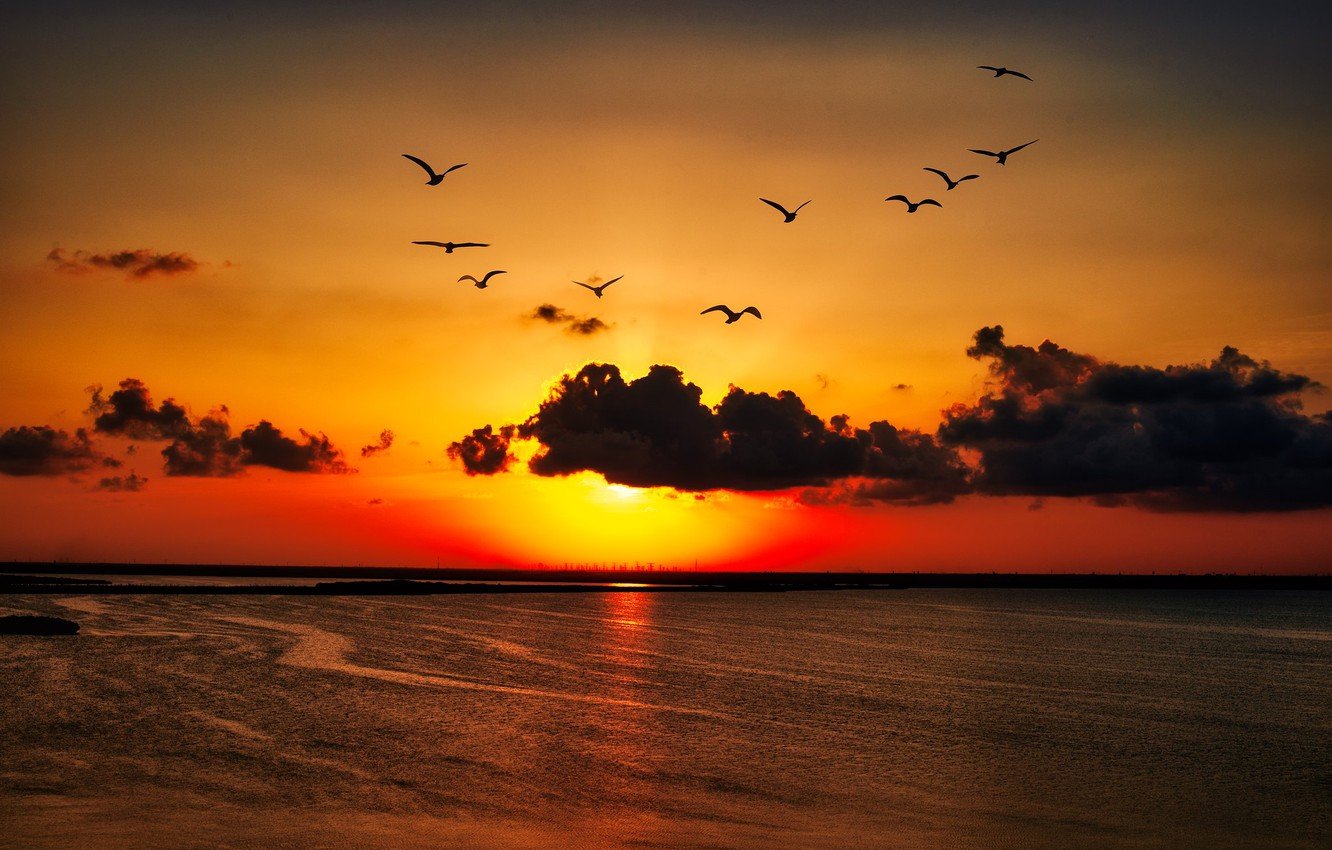 Birds Sunset Wallpaper