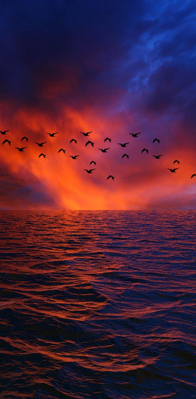 Birds in Sunset wallpaper