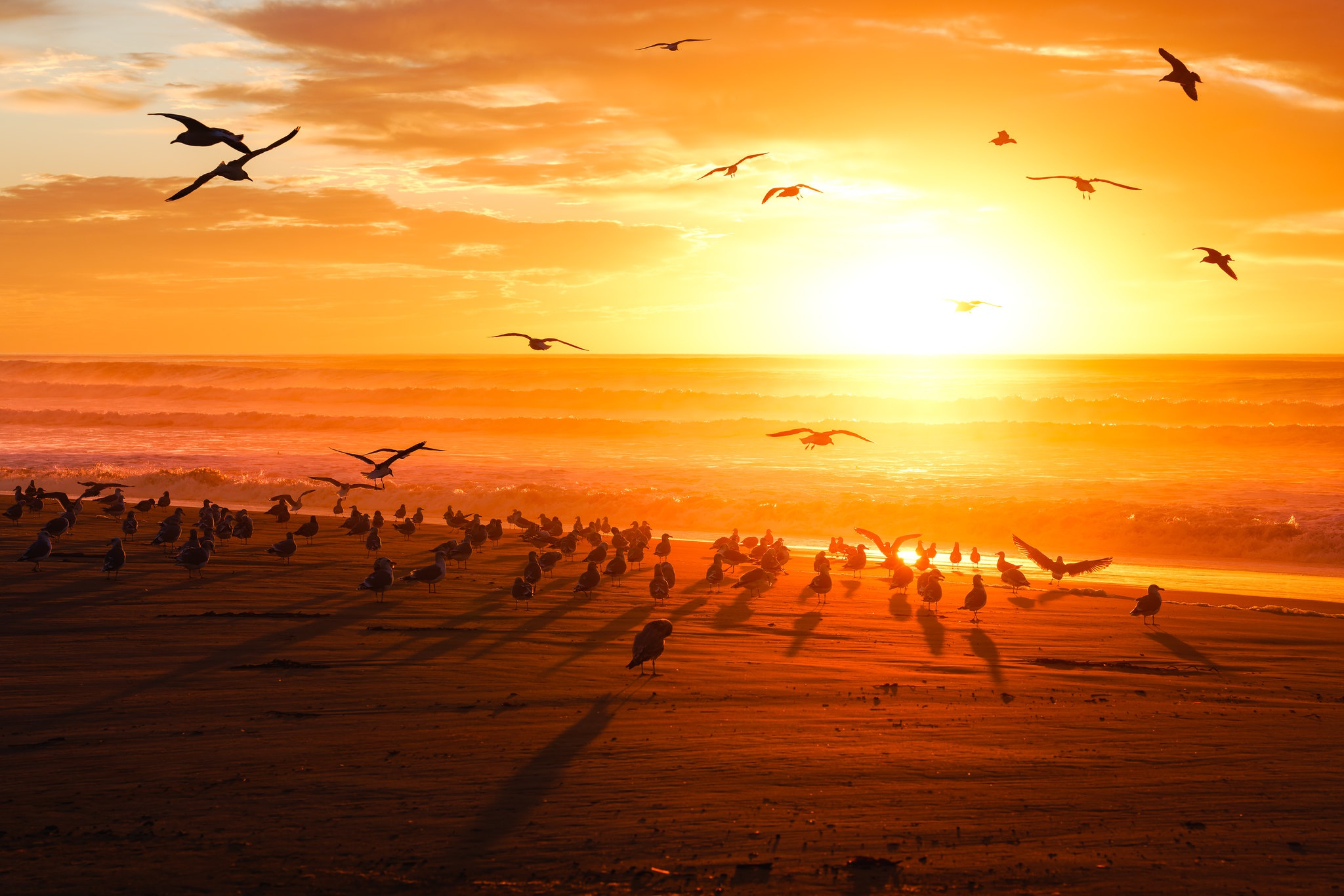 Bird HD, Sunset, Horizon, Flock Of Birds Gallery HD Wallpaper
