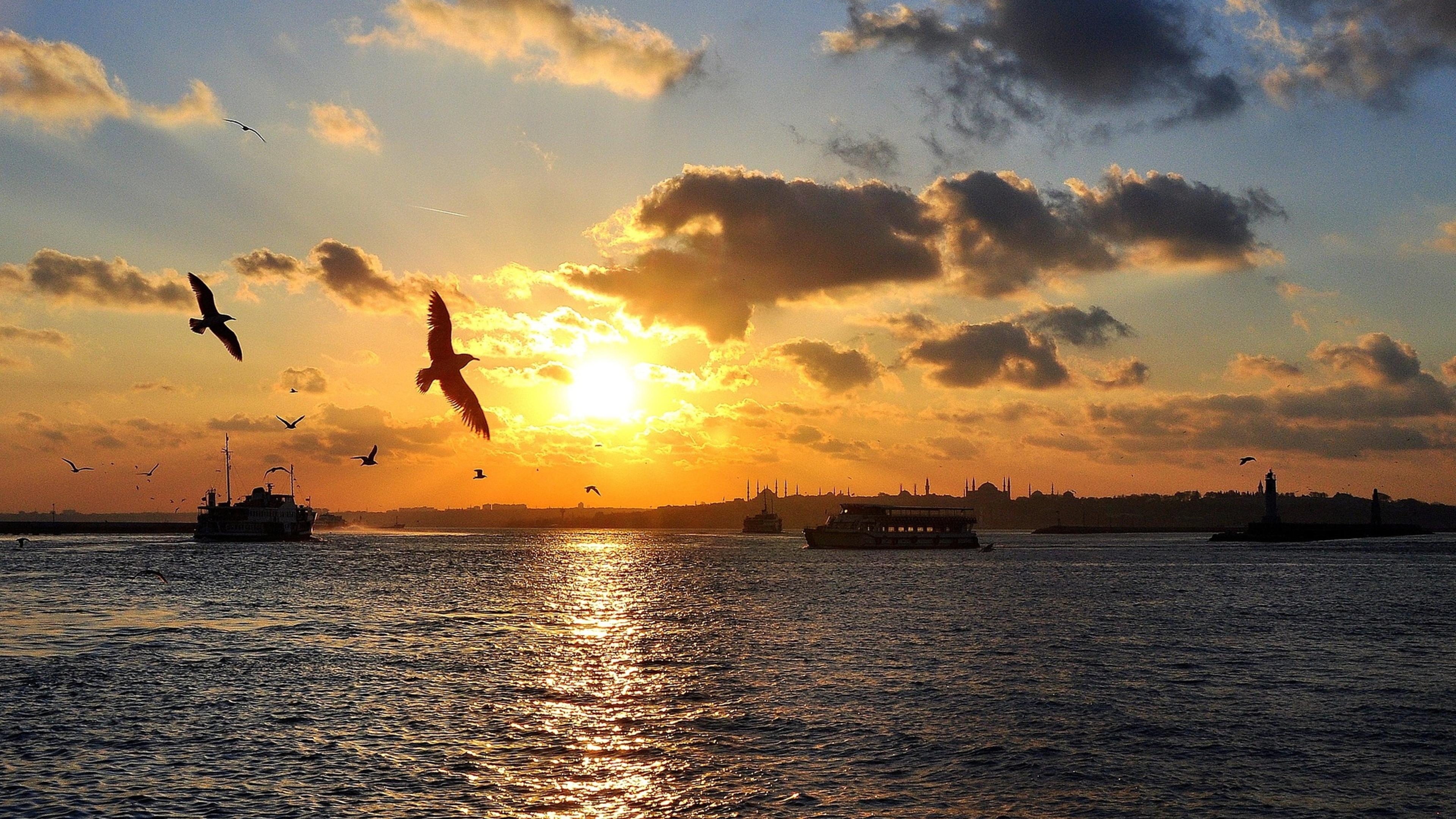 Sunset wallpaper birds flying over