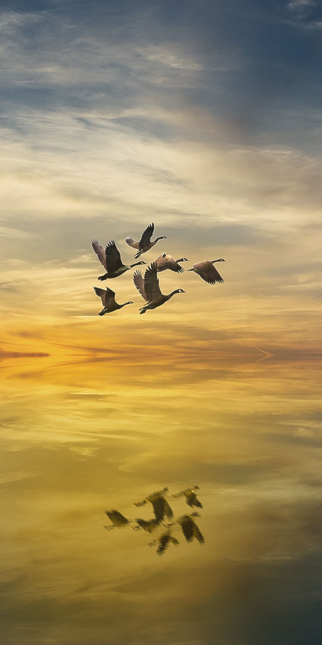 White birds, sunset, lake, reflections, fantasy, 1080x2160 wallpaper. White bird, Birds, Bird wallpaper