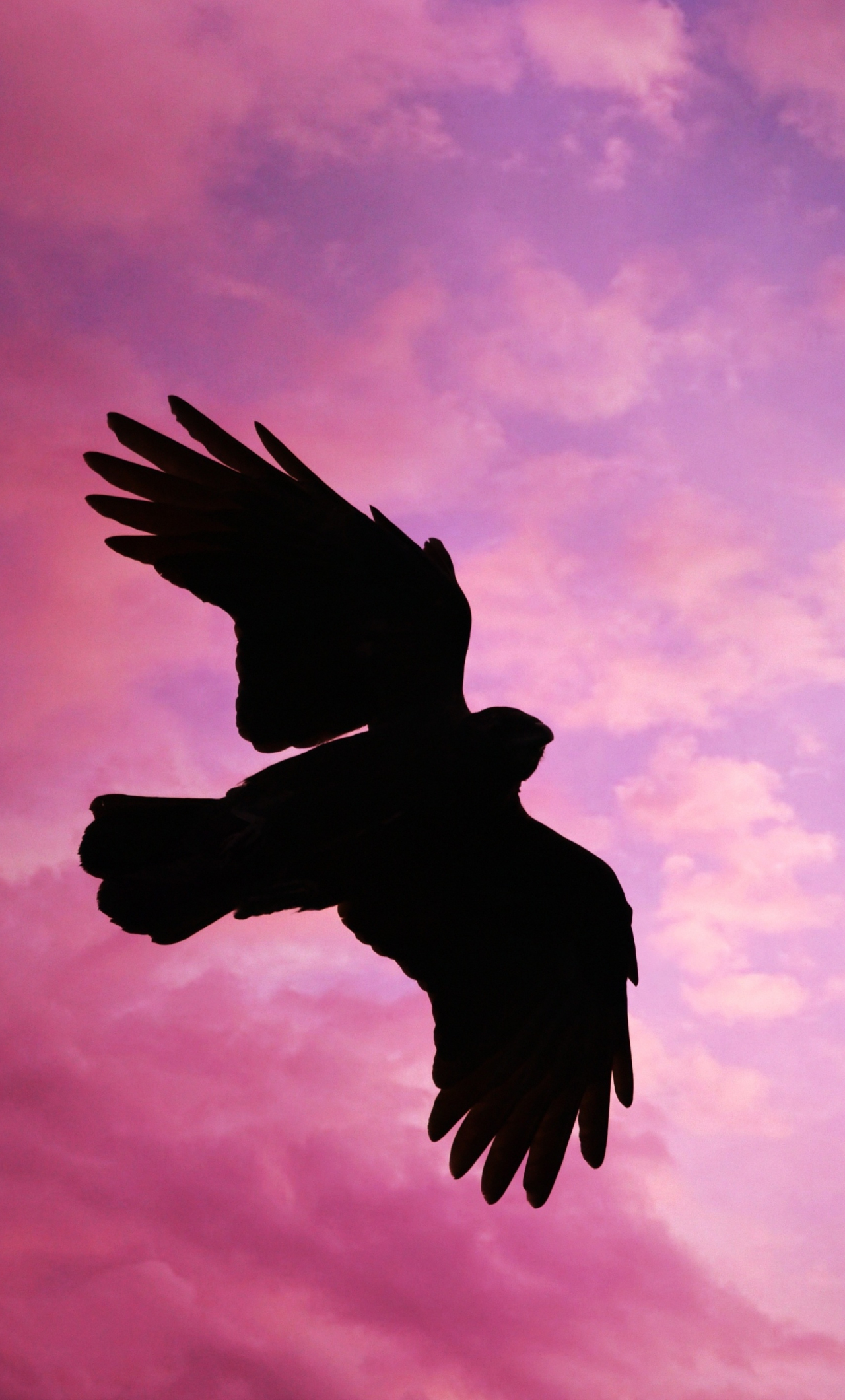 Download wallpaper 1280x2120 bird, flight, sunset, sky, silhouette, iphone 6 plus, 1280x2120 HD background, 18285