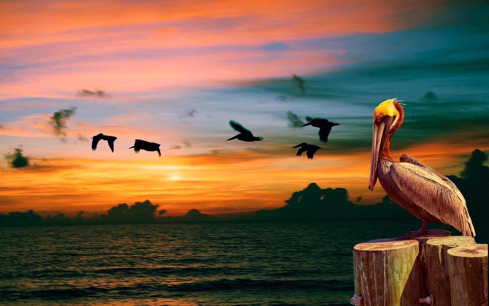 Birds Sunset Wallpaper