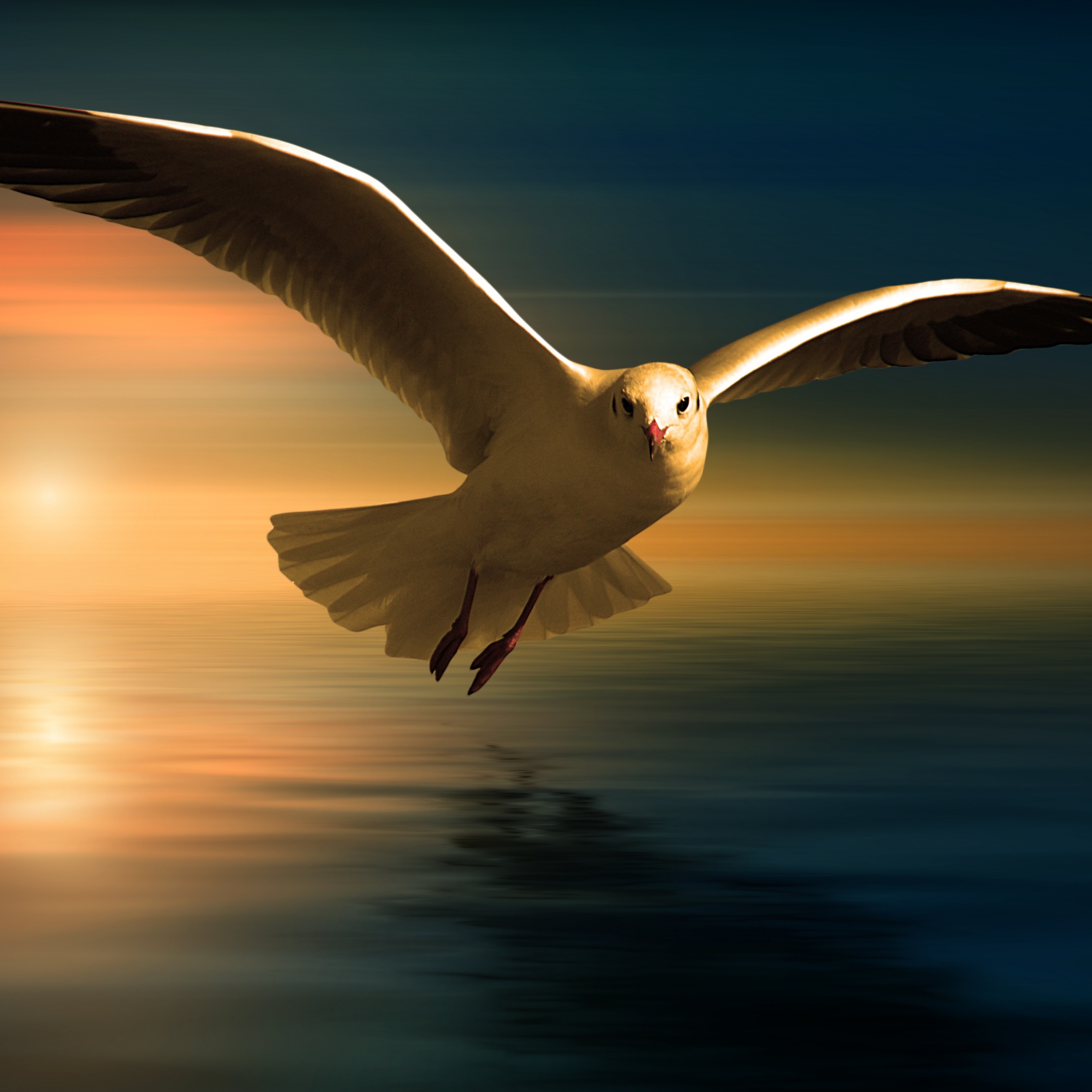 Seagull Wallpaper 4K, White Birds