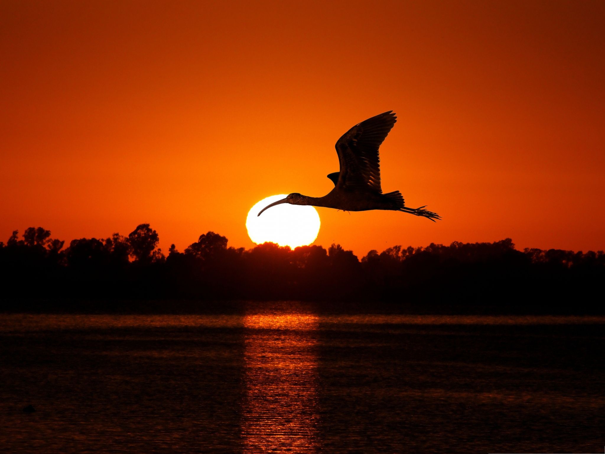 Free photo: Birds at Sunset, Bird, Nature