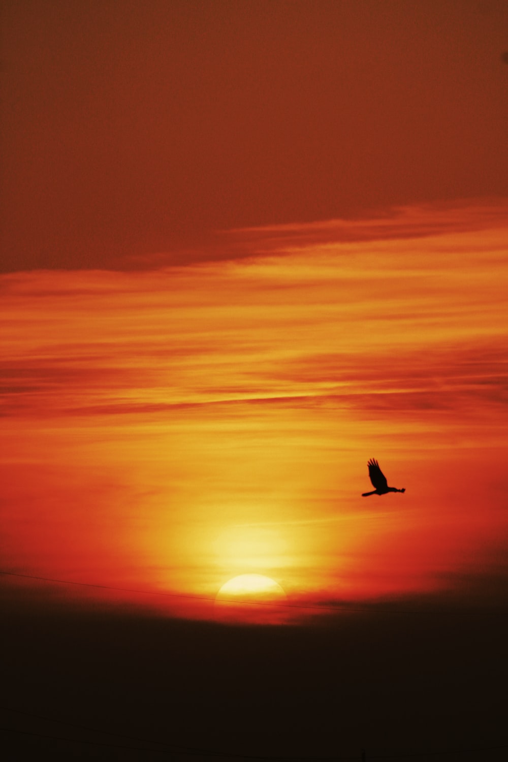 Birds Sunset Picture. Download Free Image