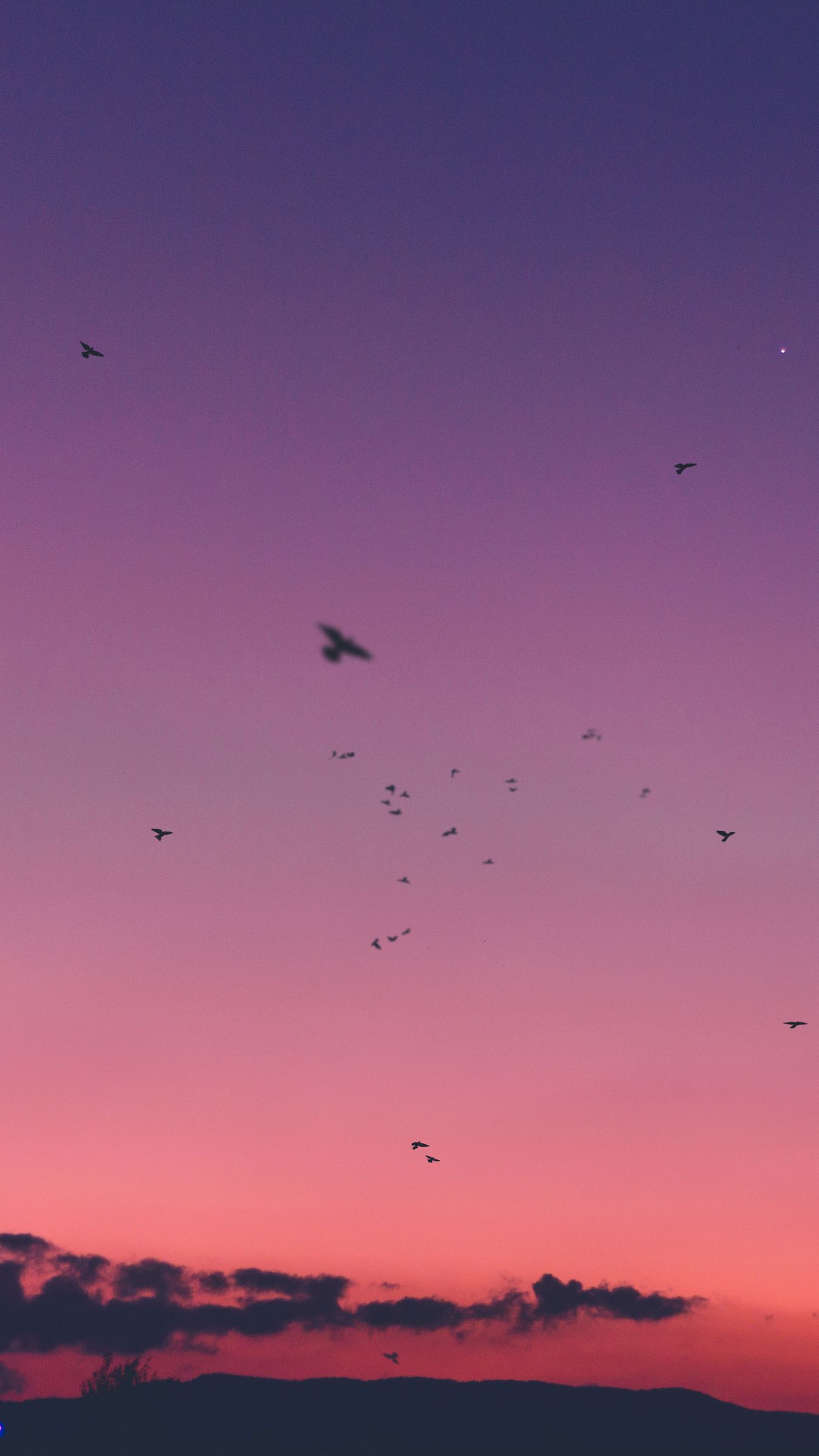 Download wallpaper 1350x2400 sky, sunset, birds iphone 8+/7+/6s+/for parallax HD background