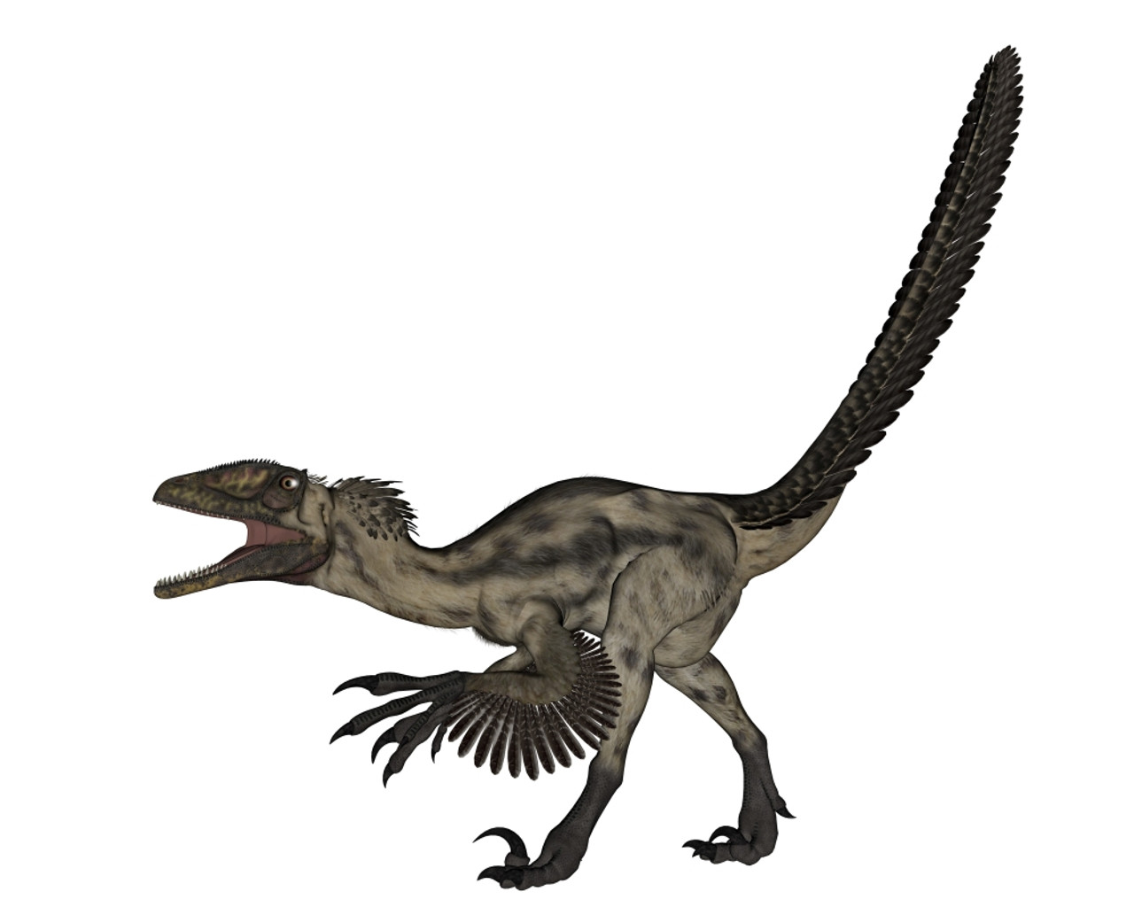 Deinonychus Dinosaur Isolated On White Background. Poster Print By Elena Duvernay Stocktrek Image # VARPSTEDV600407P