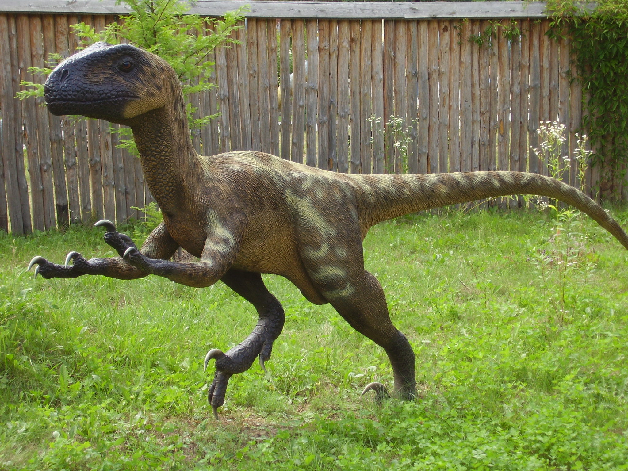 Deinonychus model