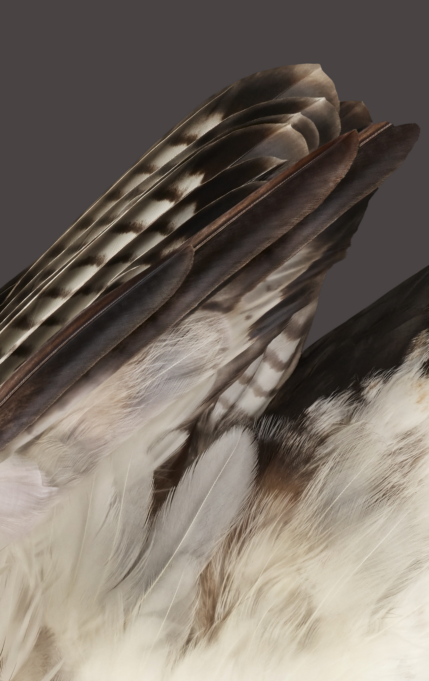 Google Pixel Fold wallpaper