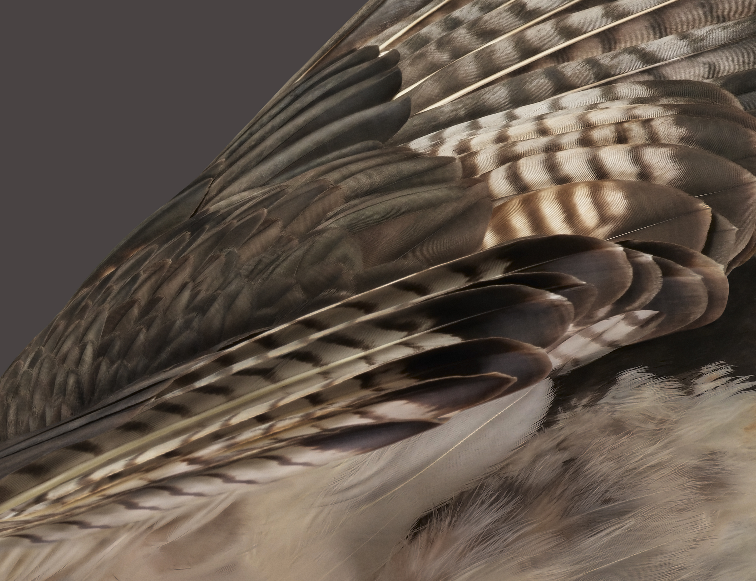 Google Pixel Fold wallpaper