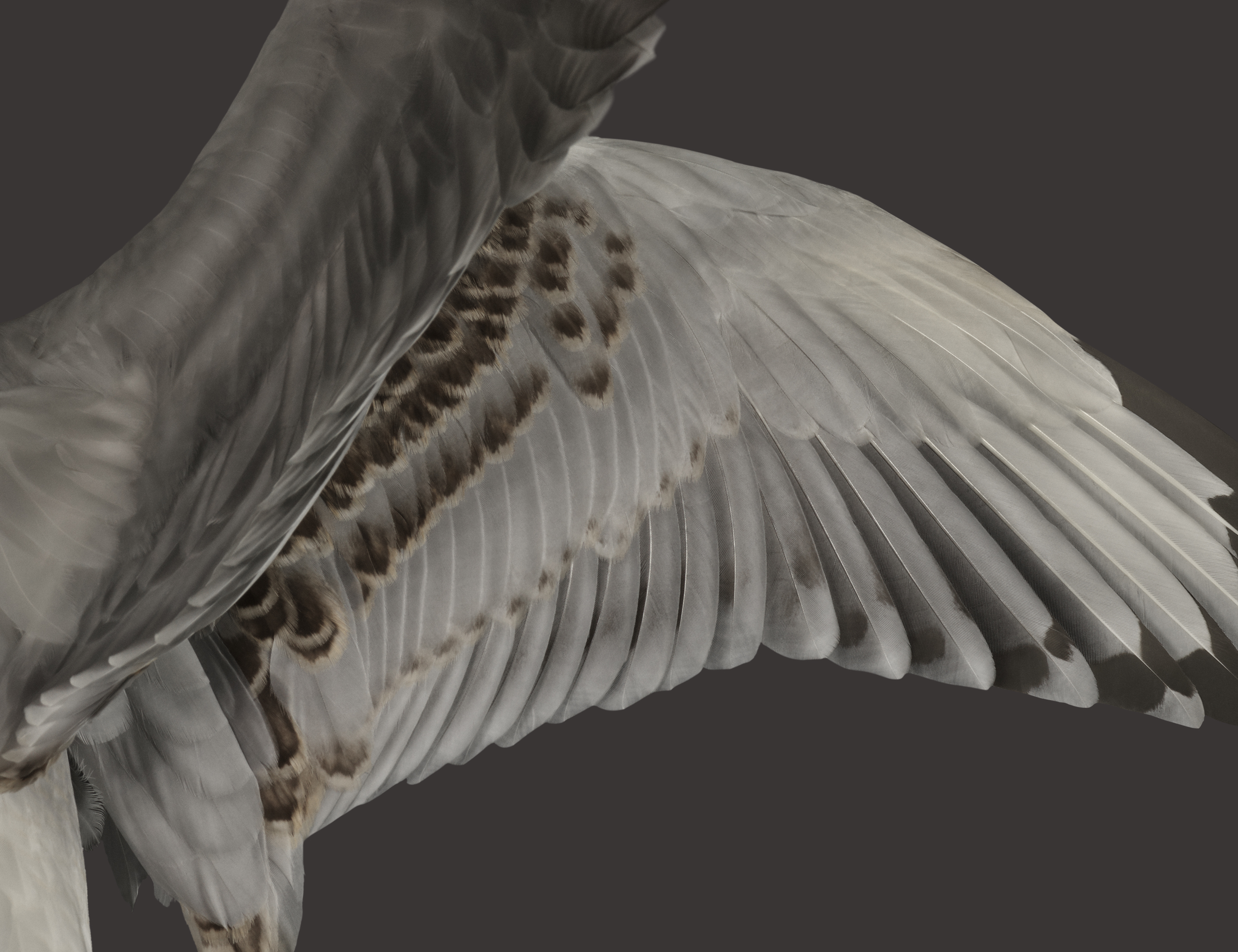 Google Pixel Fold wallpaper