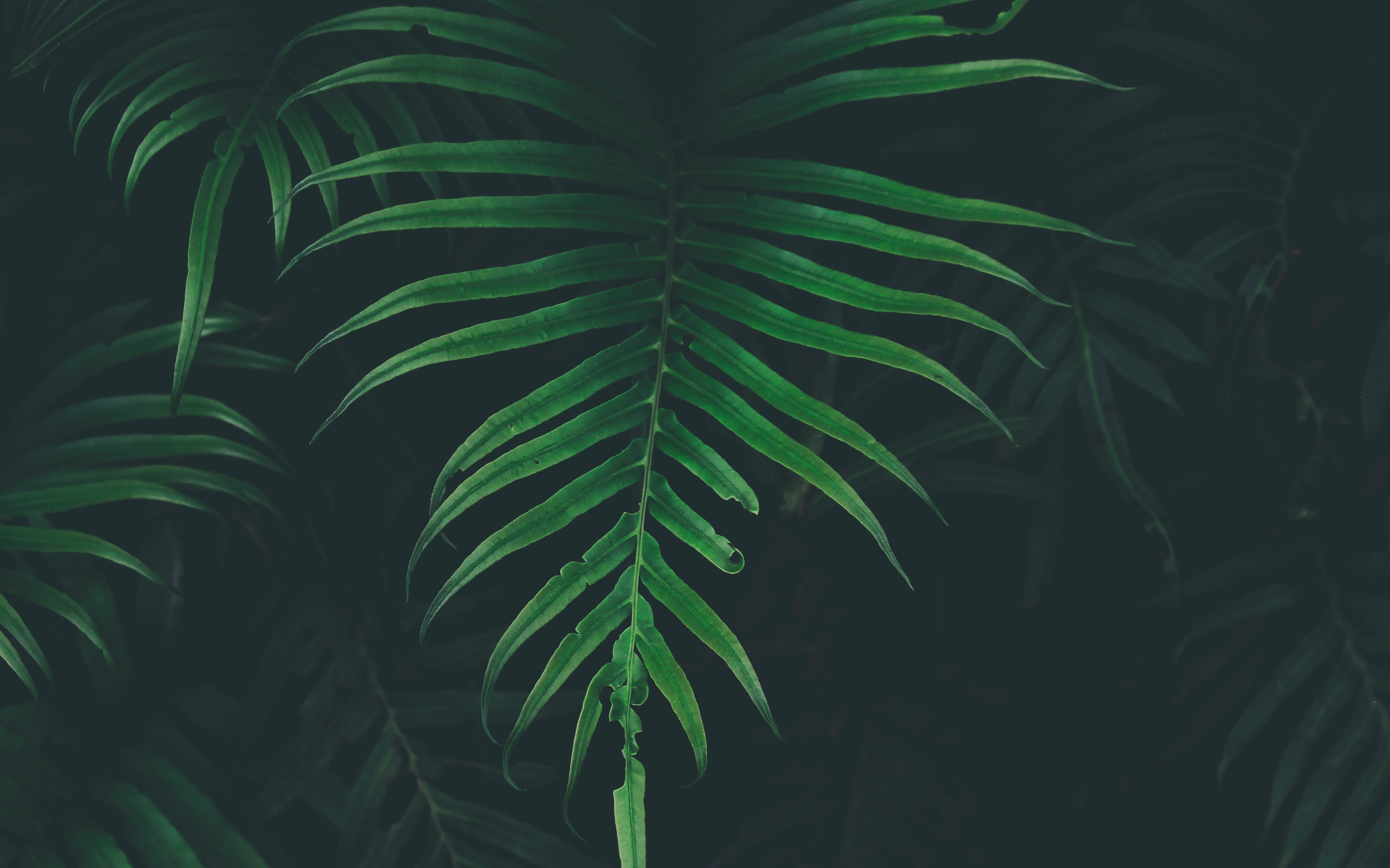 Leaf Tree Dark Nature