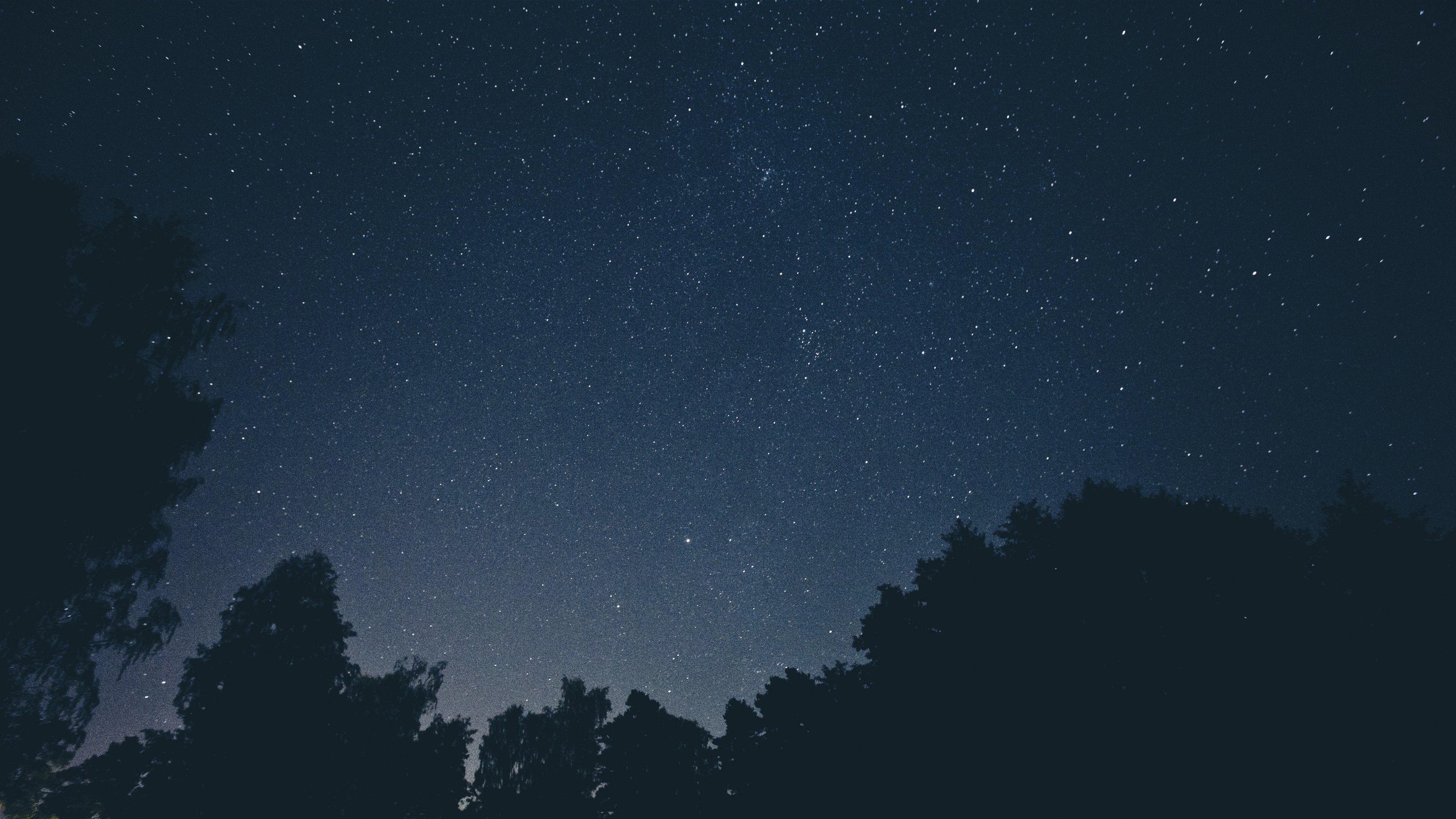 Wallpaper / a dark blue sky full of stars above silhouettes of trees, silhouette trees under a starry sky 4k wallpaper free download