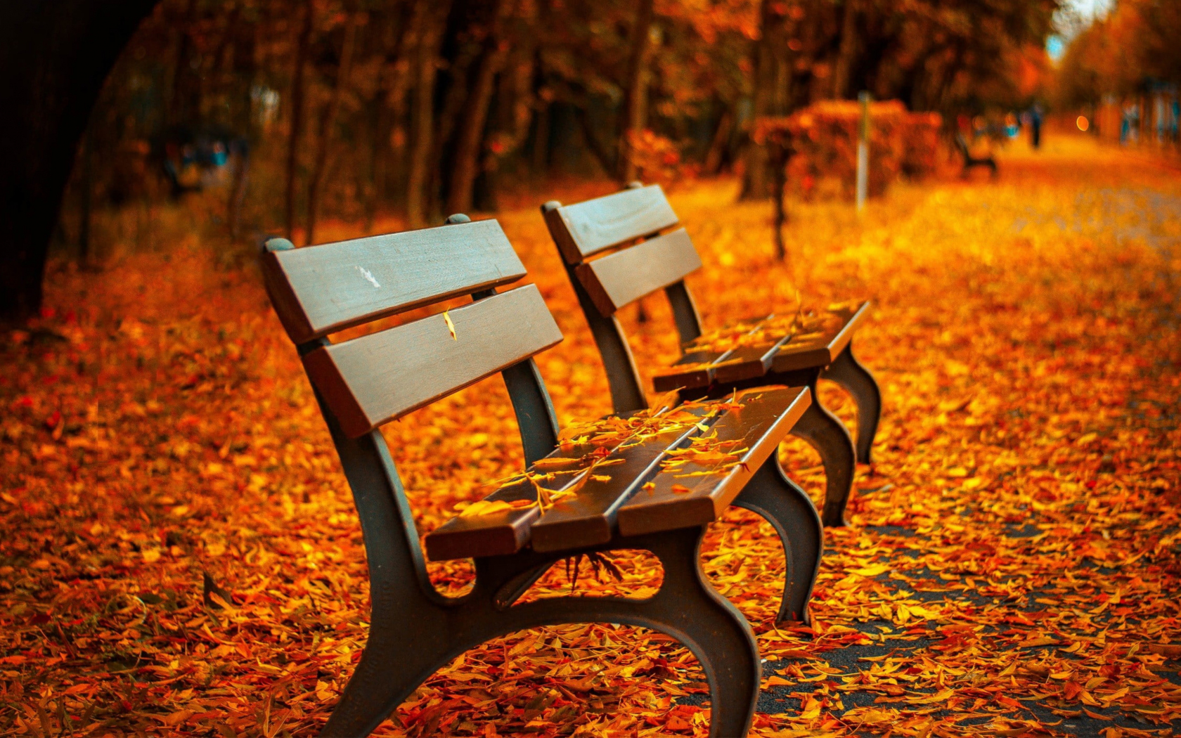 Download wallpaper 1680x1050 fall, autumn, leaves on path, benches, garden, 16:10 widescreen 1680x1050 HD background, 25054