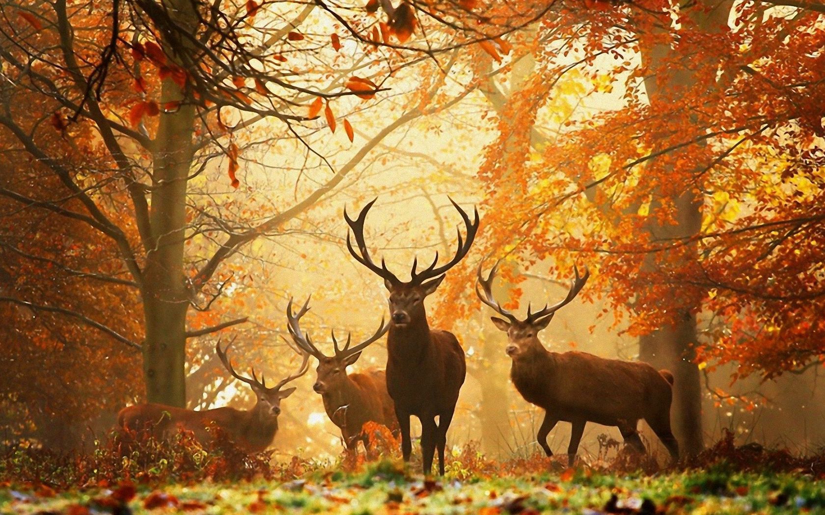 Download wallpaper 1680x1050 deer, forest, leaves, autumn, grass, rays, sun widescreen 16:10 HD background