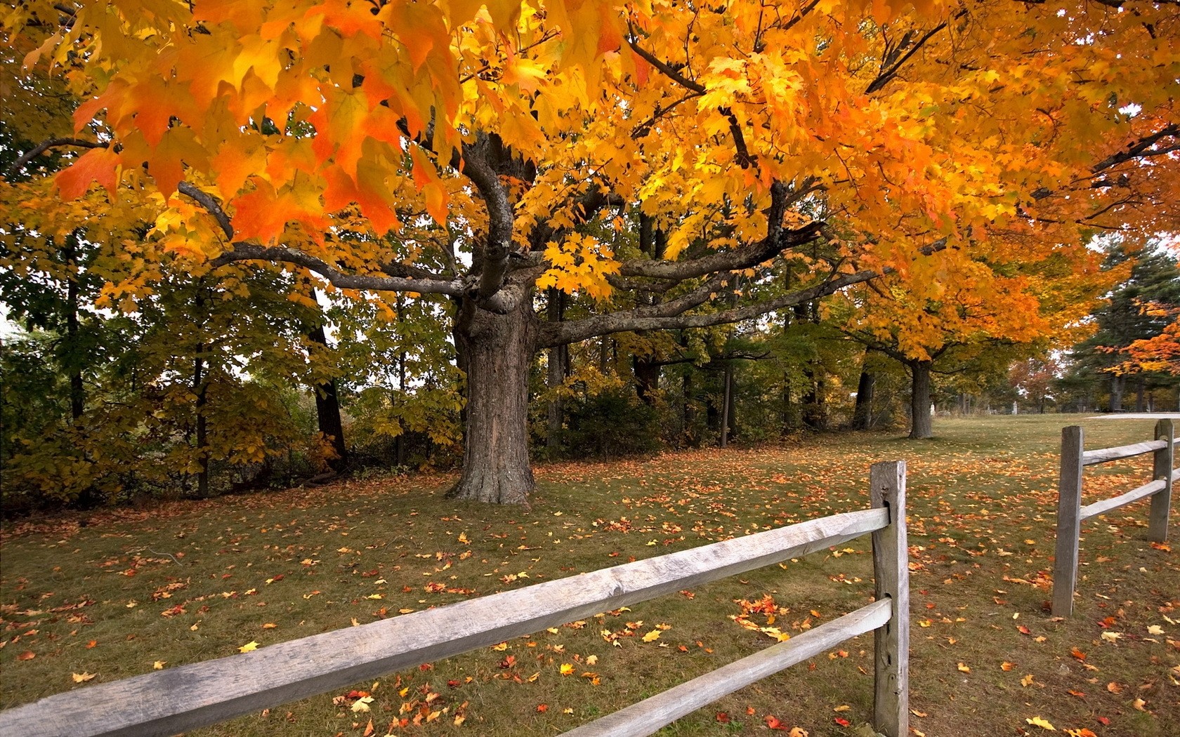 1680x1050 Tree, Autumn, Fence, Maple, Leaf fall wallpaper JPG Gallery HD Wallpaper