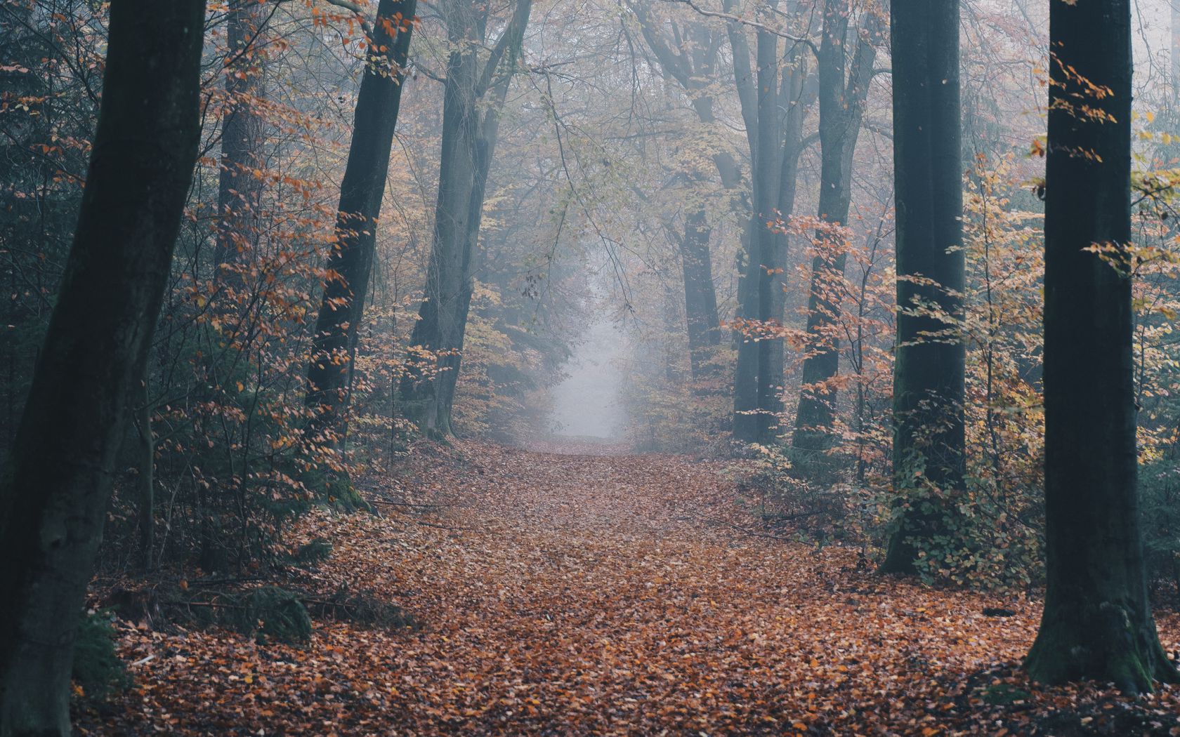 Download wallpaper 1680x1050 autumn, forest, fog, path, nature widescreen 16:10 HD background