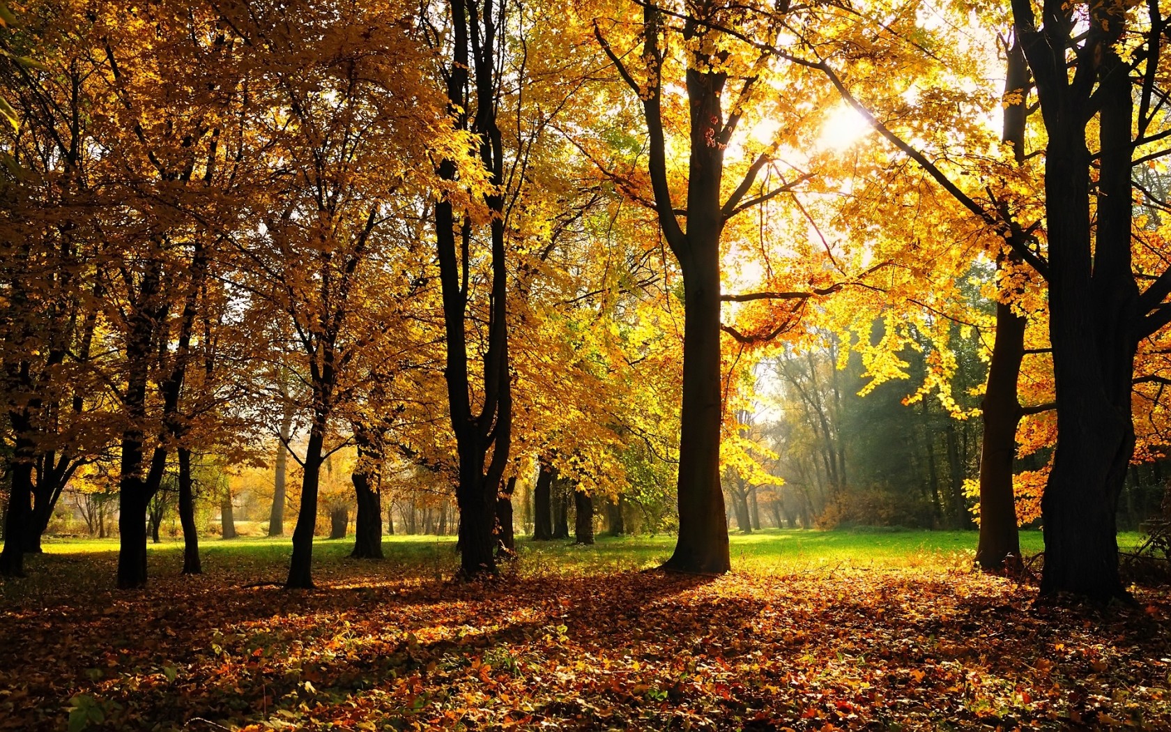 Sunny Autumn Desktop wallpaper 1680x1050