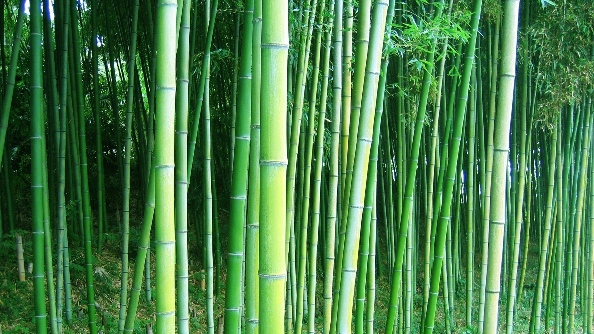 Bamboo Forest - Other & Anime Background Wallpapers on Desktop Nexus (Image  1782225)