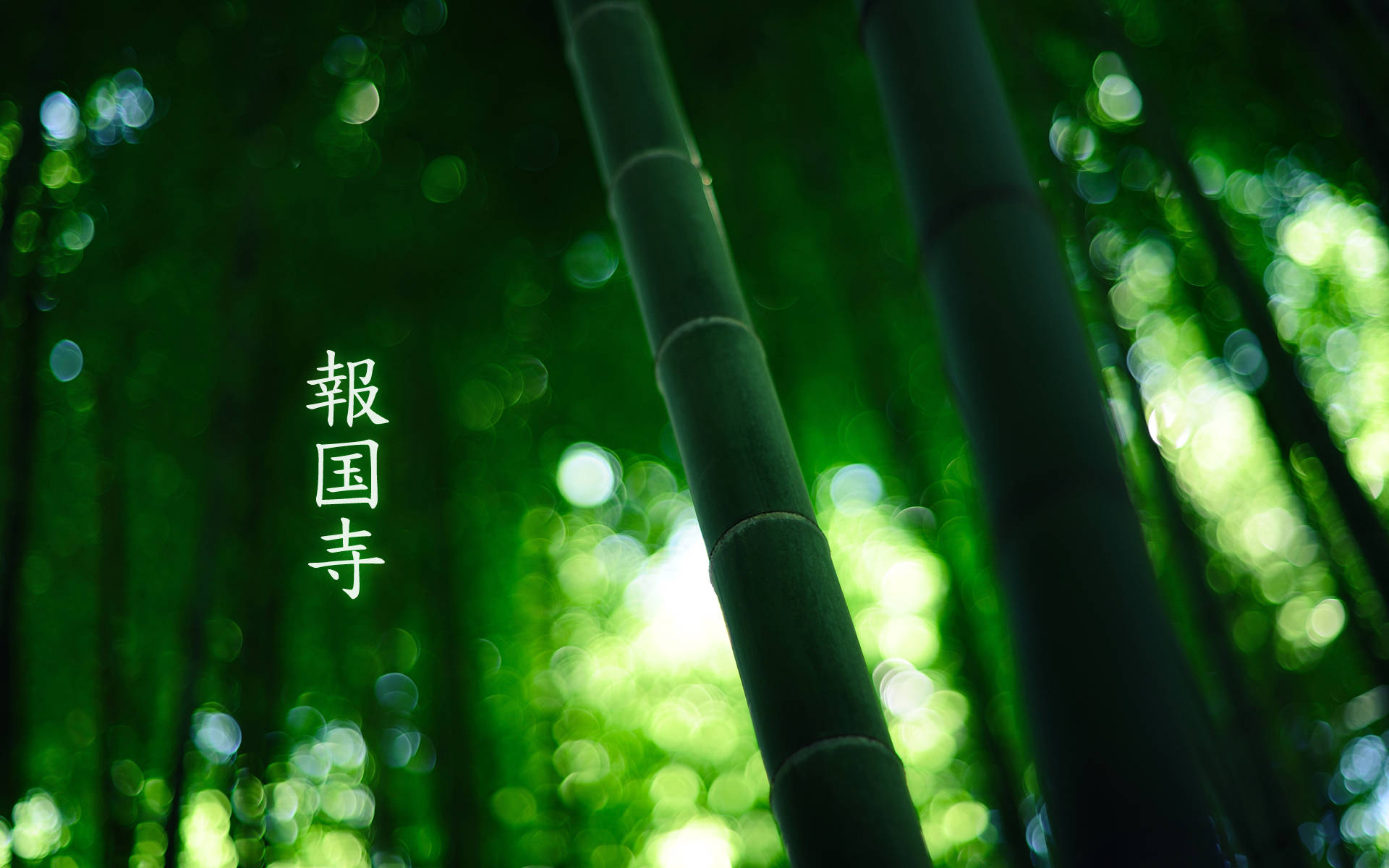 Download Close Up Bamboo HD Wallpaper