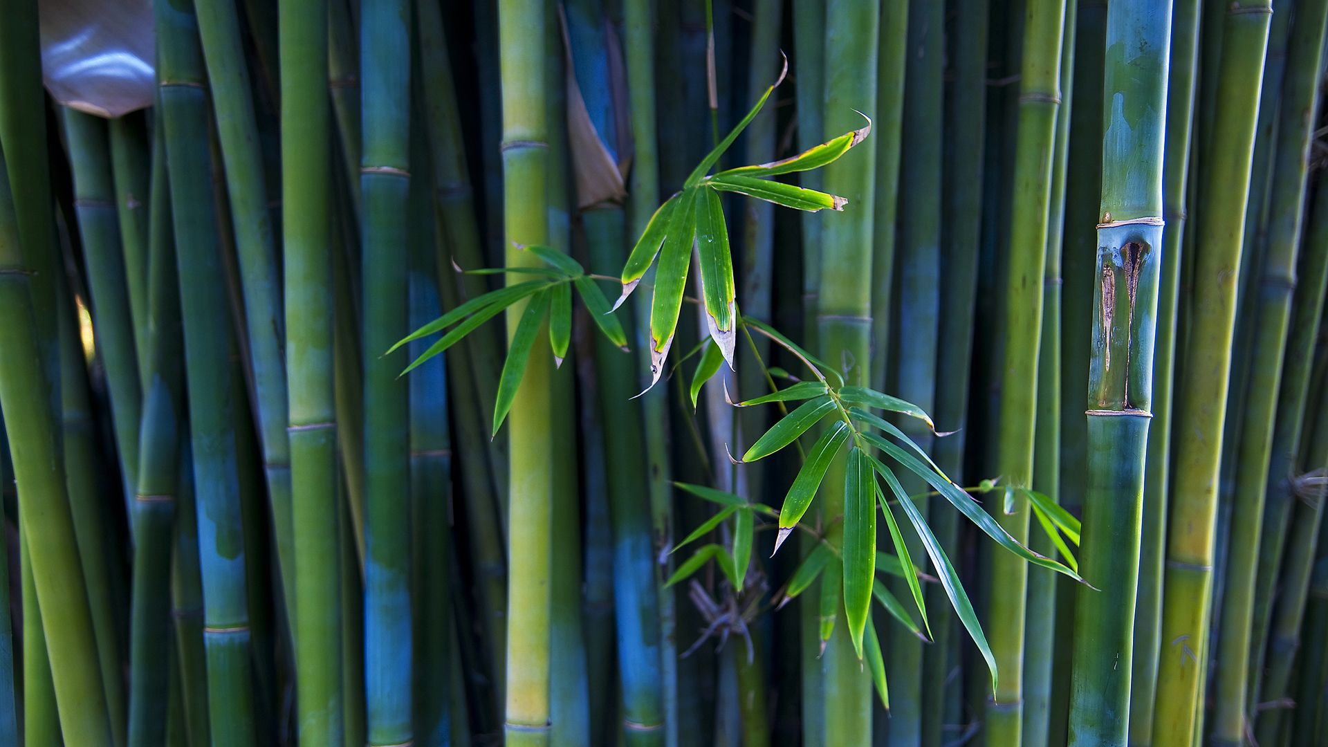 Beautiful Bamboo Wallpaper