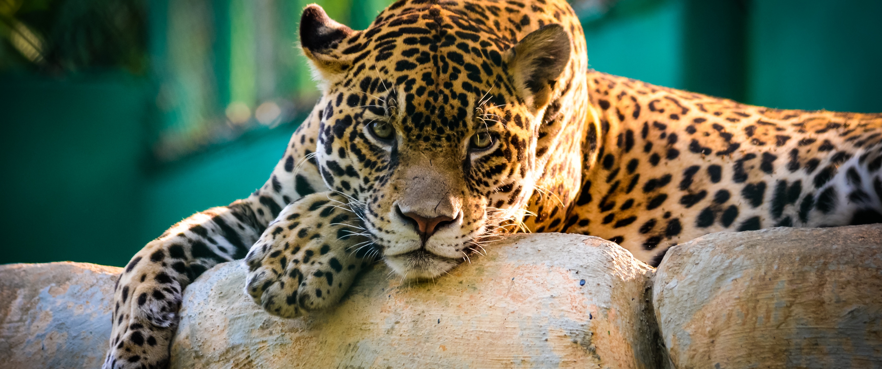Jaguar Wallpaper 4K, Wild animal, Carnivore