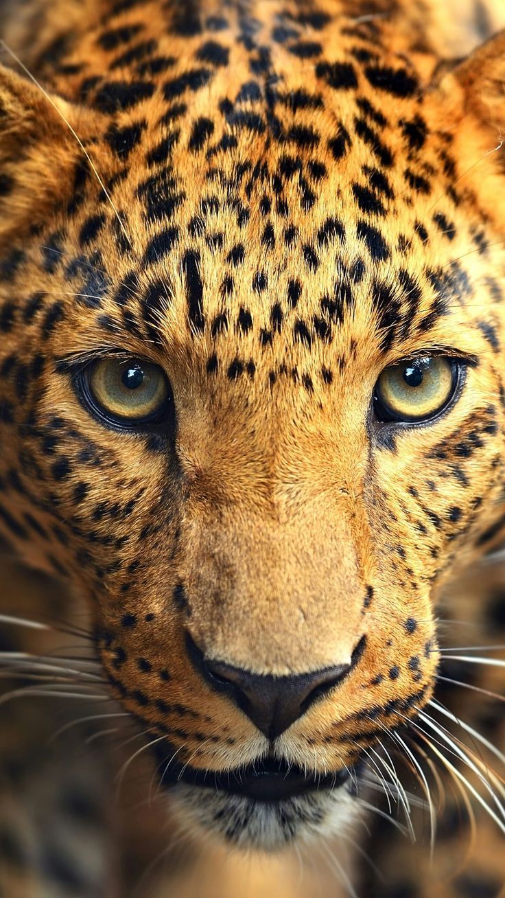 Animal Wallpaper 4K Animal wallpaper. Felinos, Animales, Gato grande