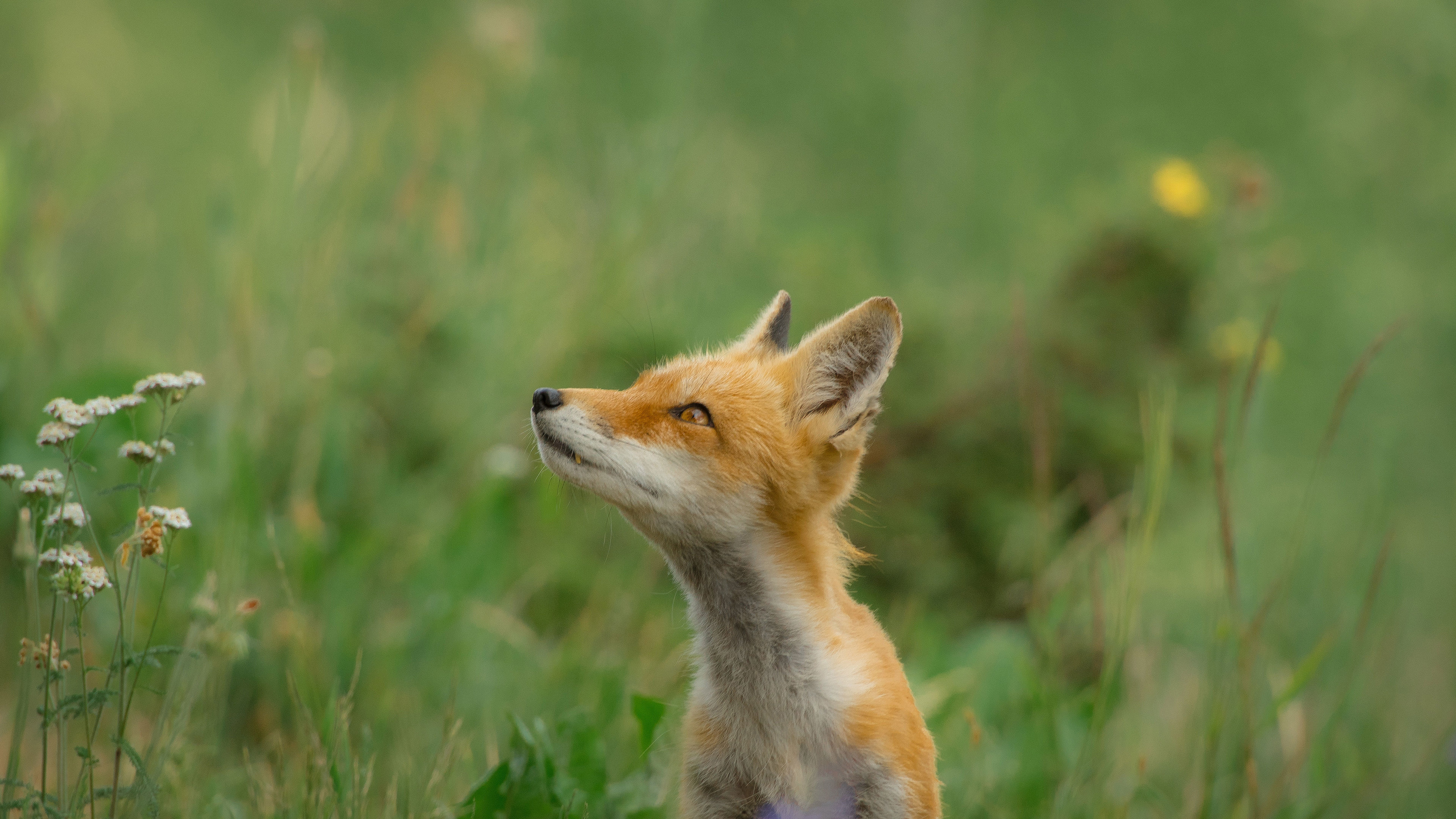 Wallpaper 4k Fox Wild Field 4k Wallpaper