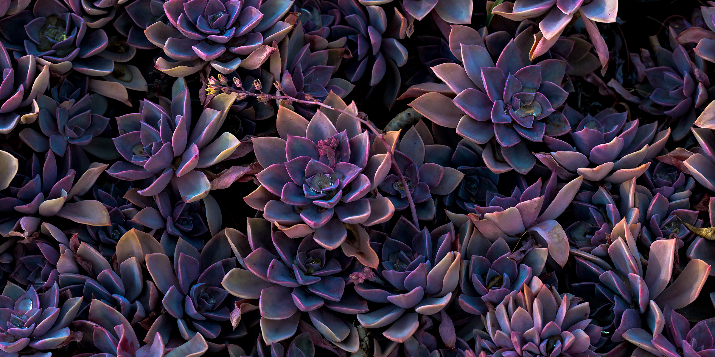 Goth succulents are a thing just in time for Halloween
