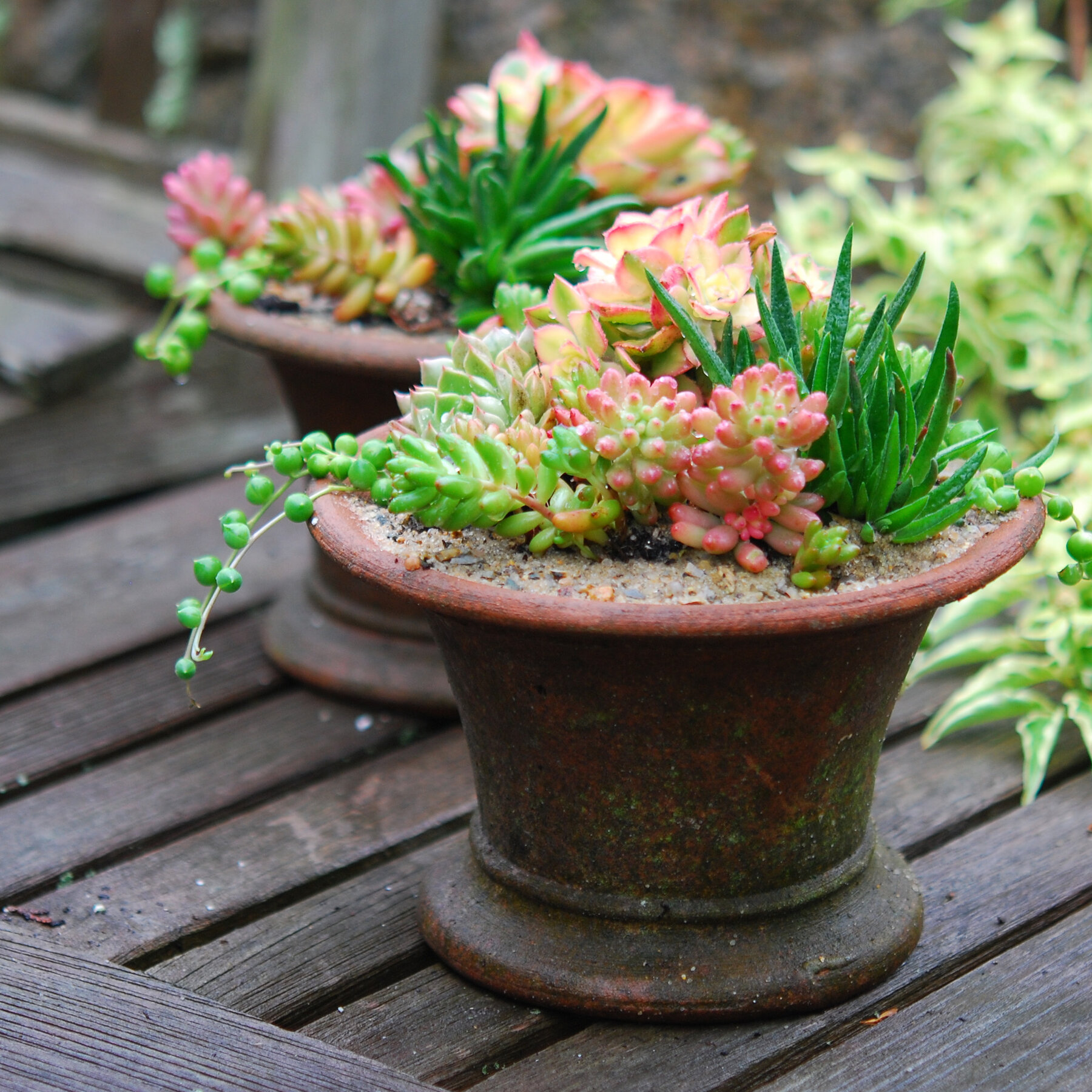 Succulent Garden Care