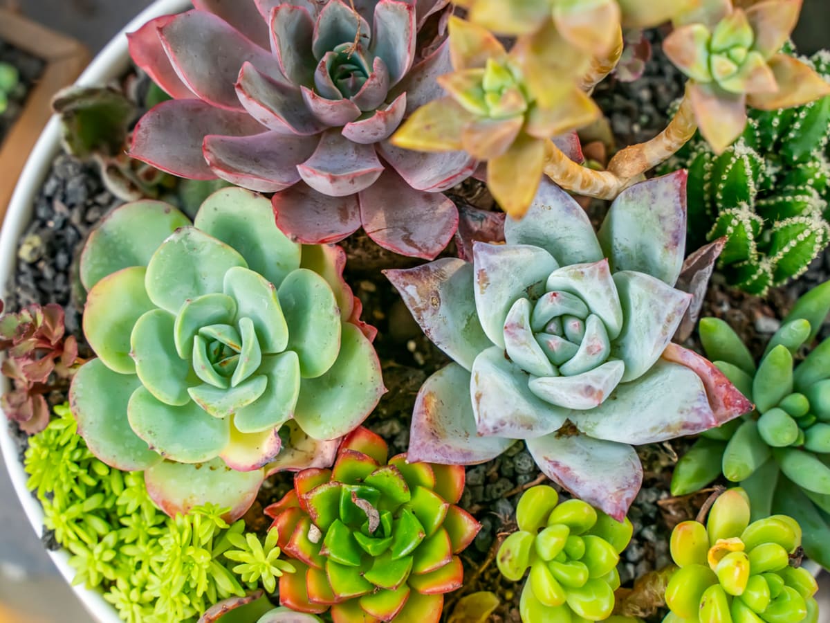 Types of Succulents (With Plant Picture): Entertainment, Recipes, Health, Life, Holidays