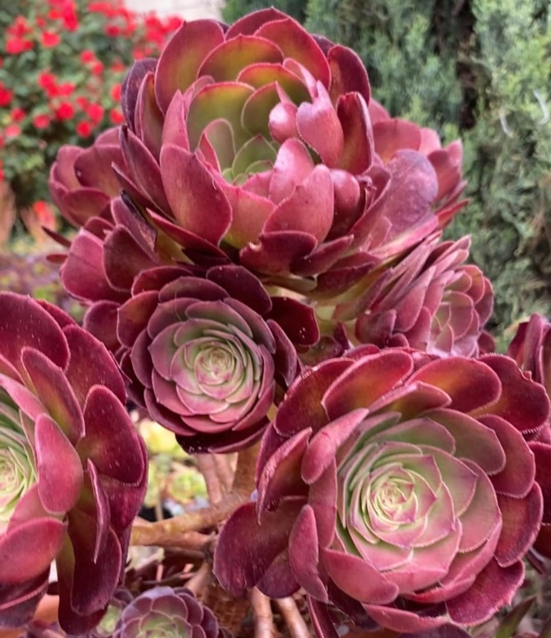 Aeonium Medeira Rose Halloween Hybrid Succulent Very Rare