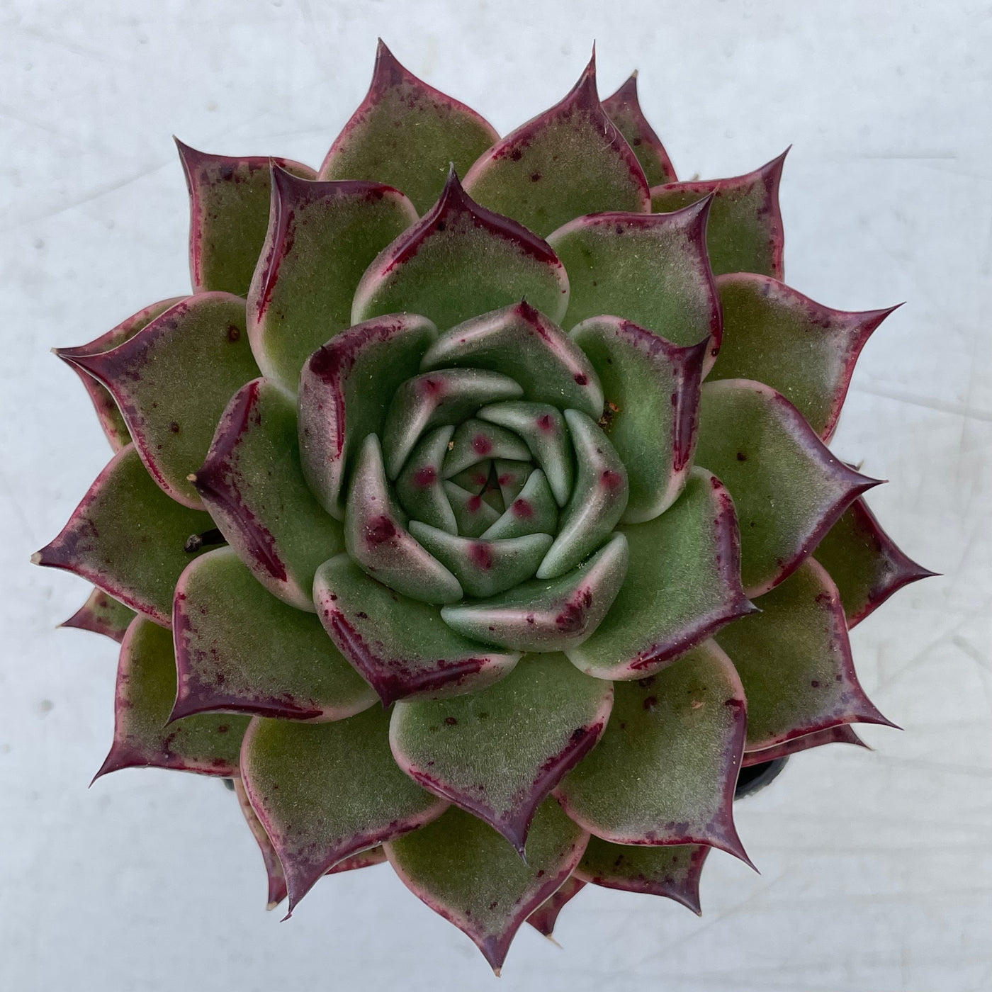 Echeveria Halloween