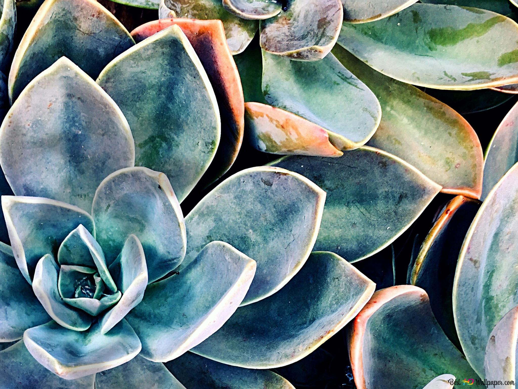 Succulent Flower are always beautiful 4K wallpaper download