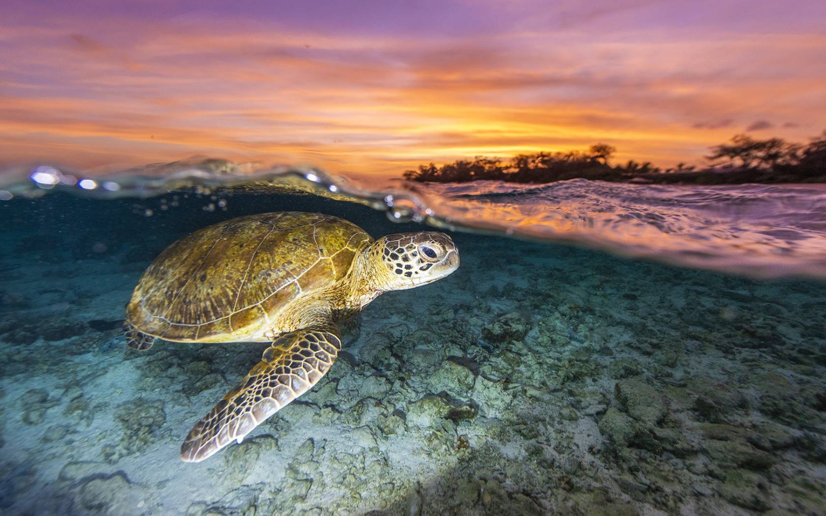 Your Ultimate Guide To The Marine Wonderland Of Lady Elliot Island