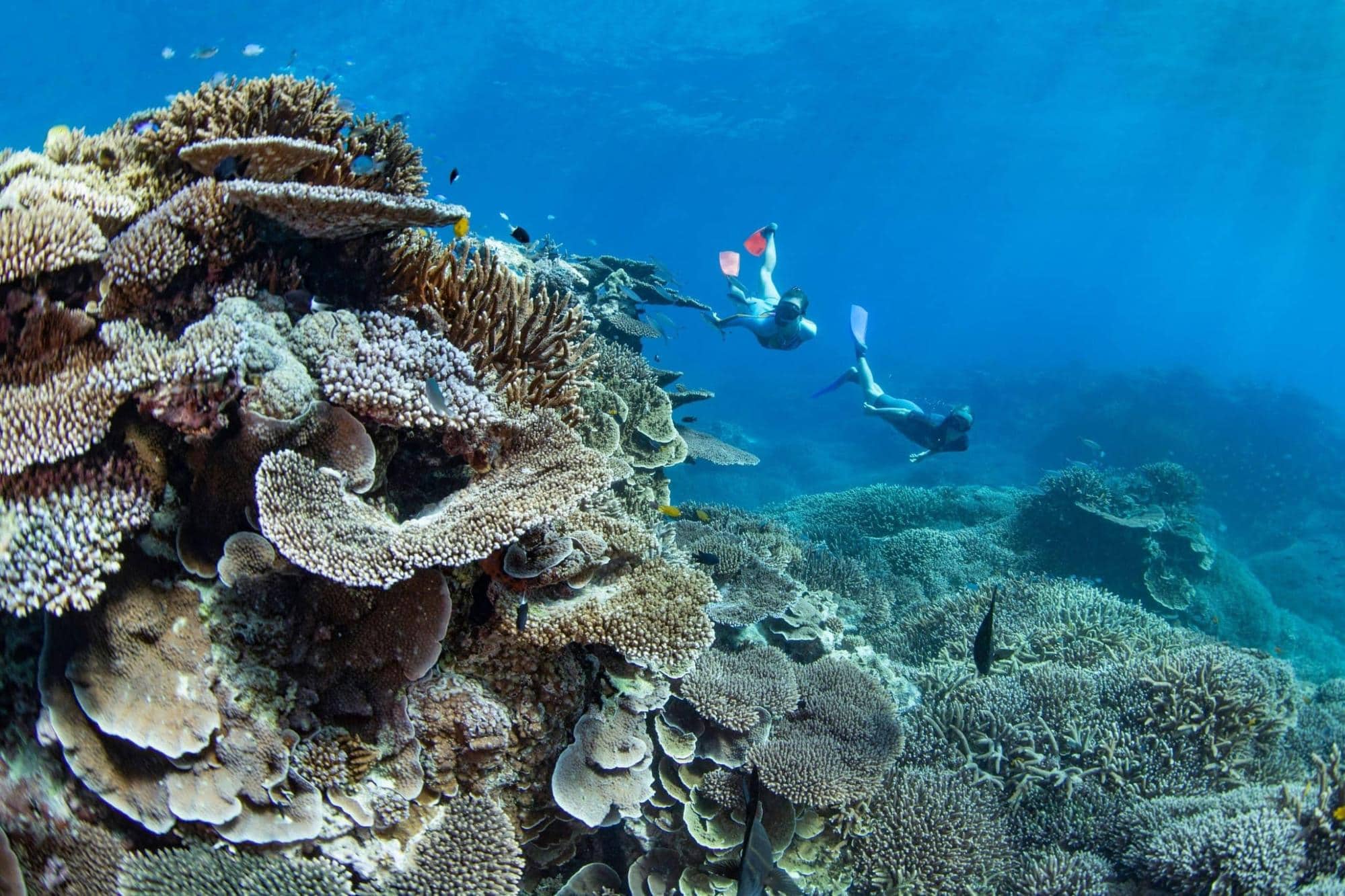 image to inspire you to travel to the Southern Great Barrier Reef Elliot Island Eco Resort Great Barrier Reef