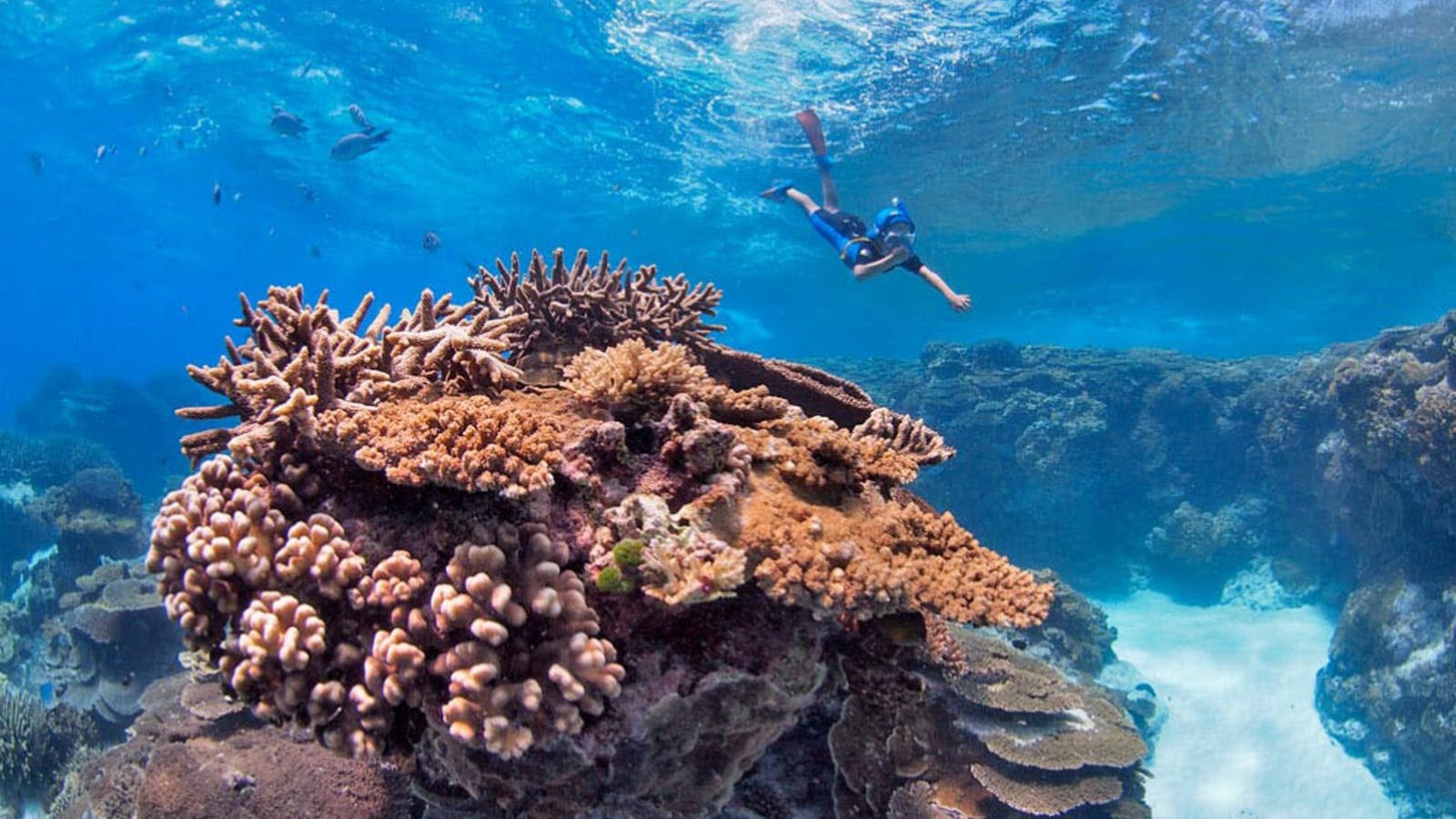 Great Barrier Reef Day Trip to Lady Elliot Island from Hervey Bay. Visit Fraser Coast