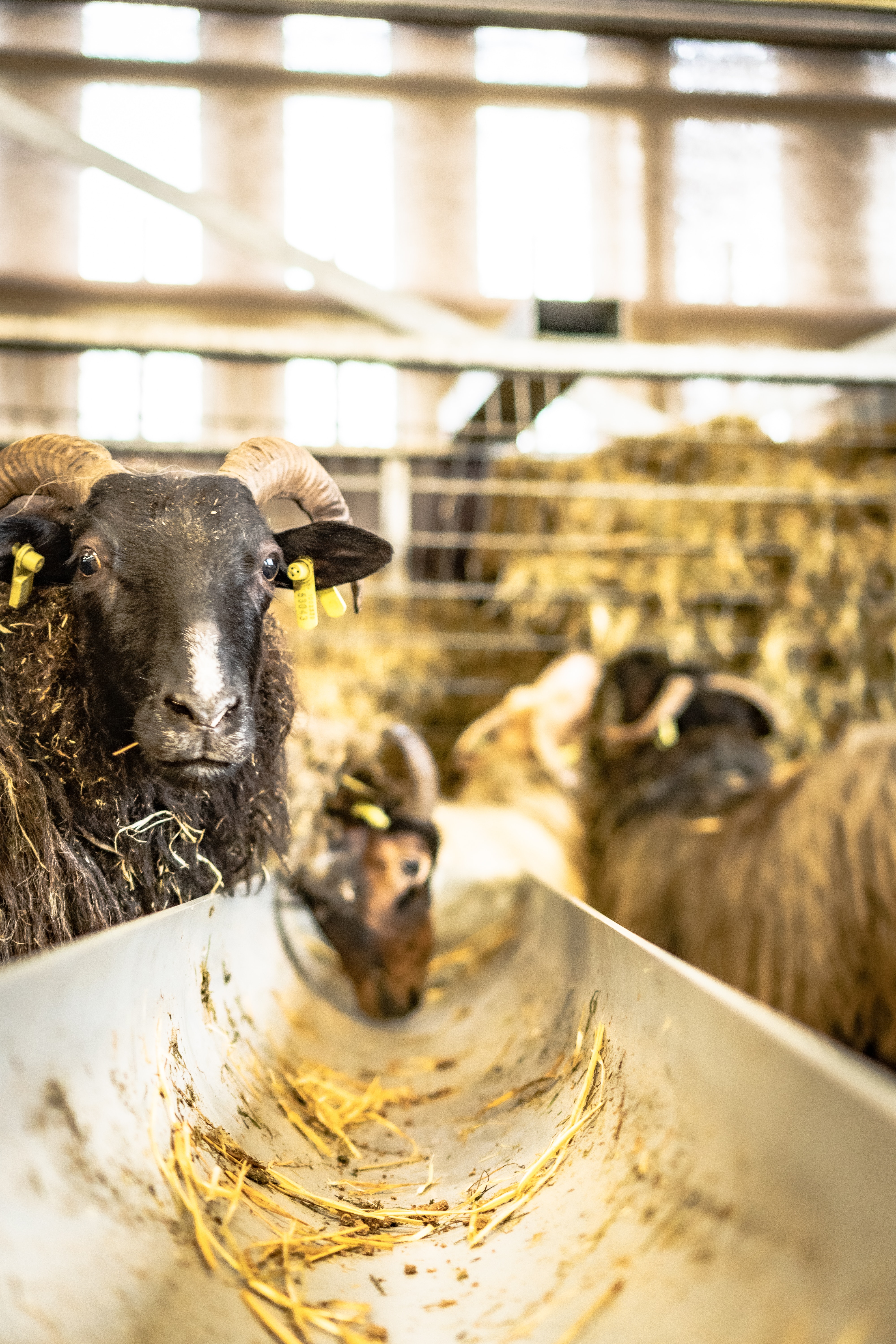 Animal Husbandry Photo, Download The BEST Free Animal Husbandry & HD Image