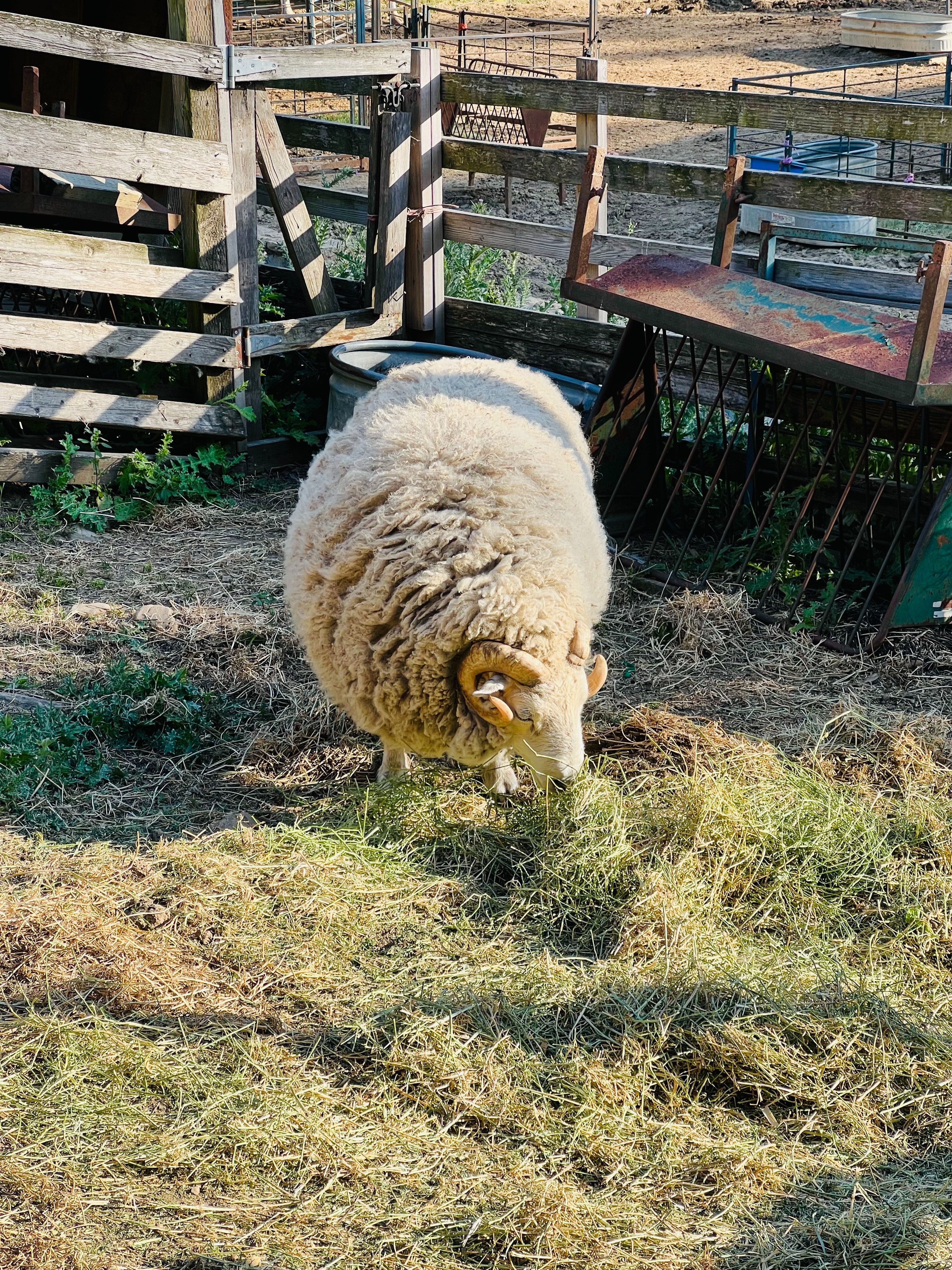 Animal Husbandry Photo, Download The BEST Free Animal Husbandry & HD Image