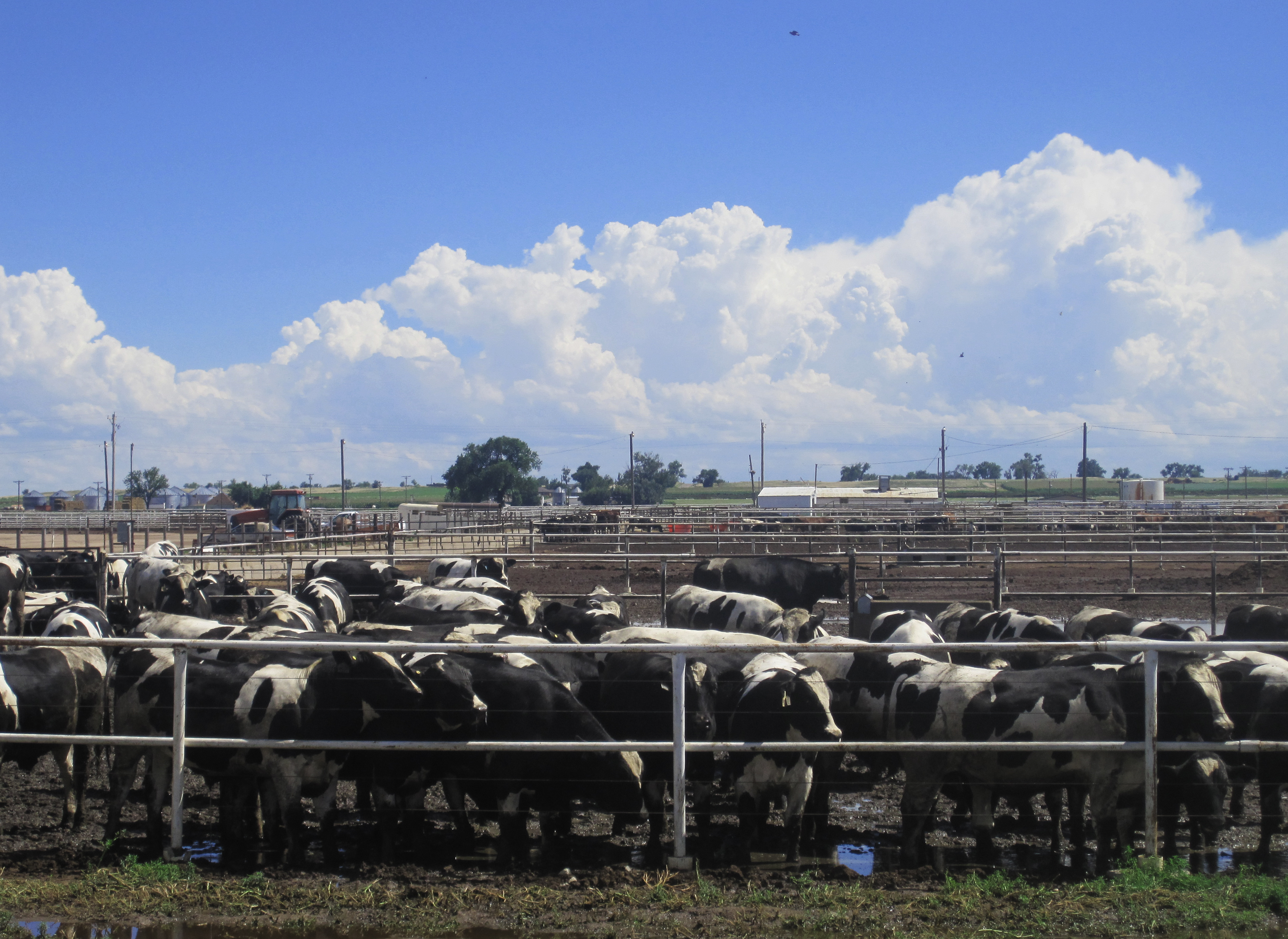Animal husbandry