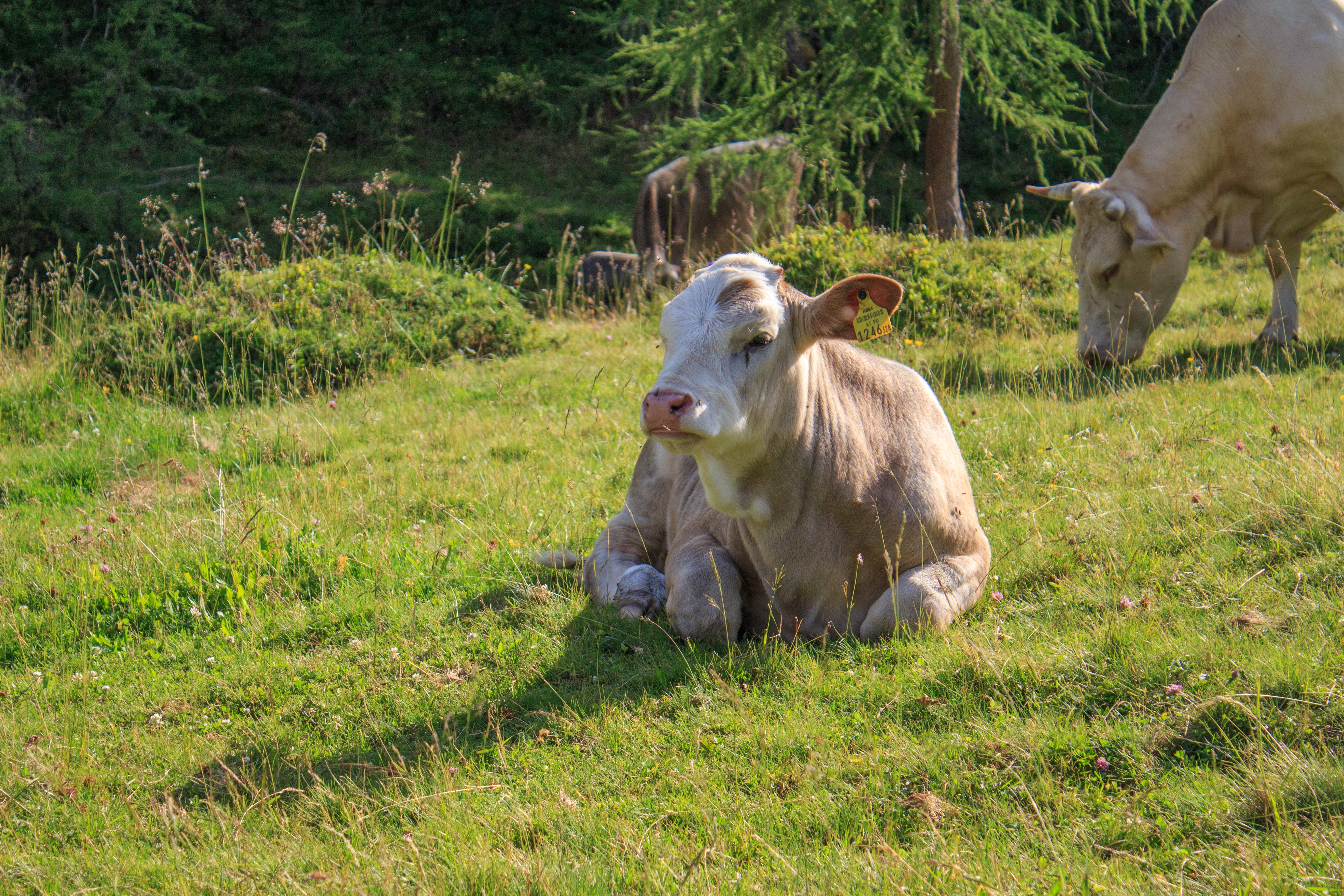 Wallpaper / outdoors, domestic, group of animals, graze, juicy grass, pasture, idyll, farm, cons cud, grass, mountain meadows, happy cows, animal husbandry, meat supplier free download