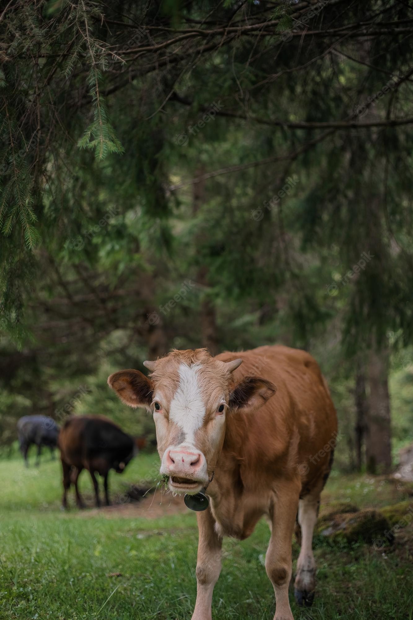 Premium Photo. Cow in cattle pen on farm animal husbandry