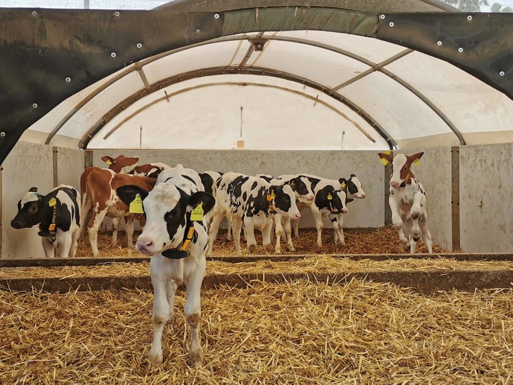 Stable Construction and Animal Husbandry