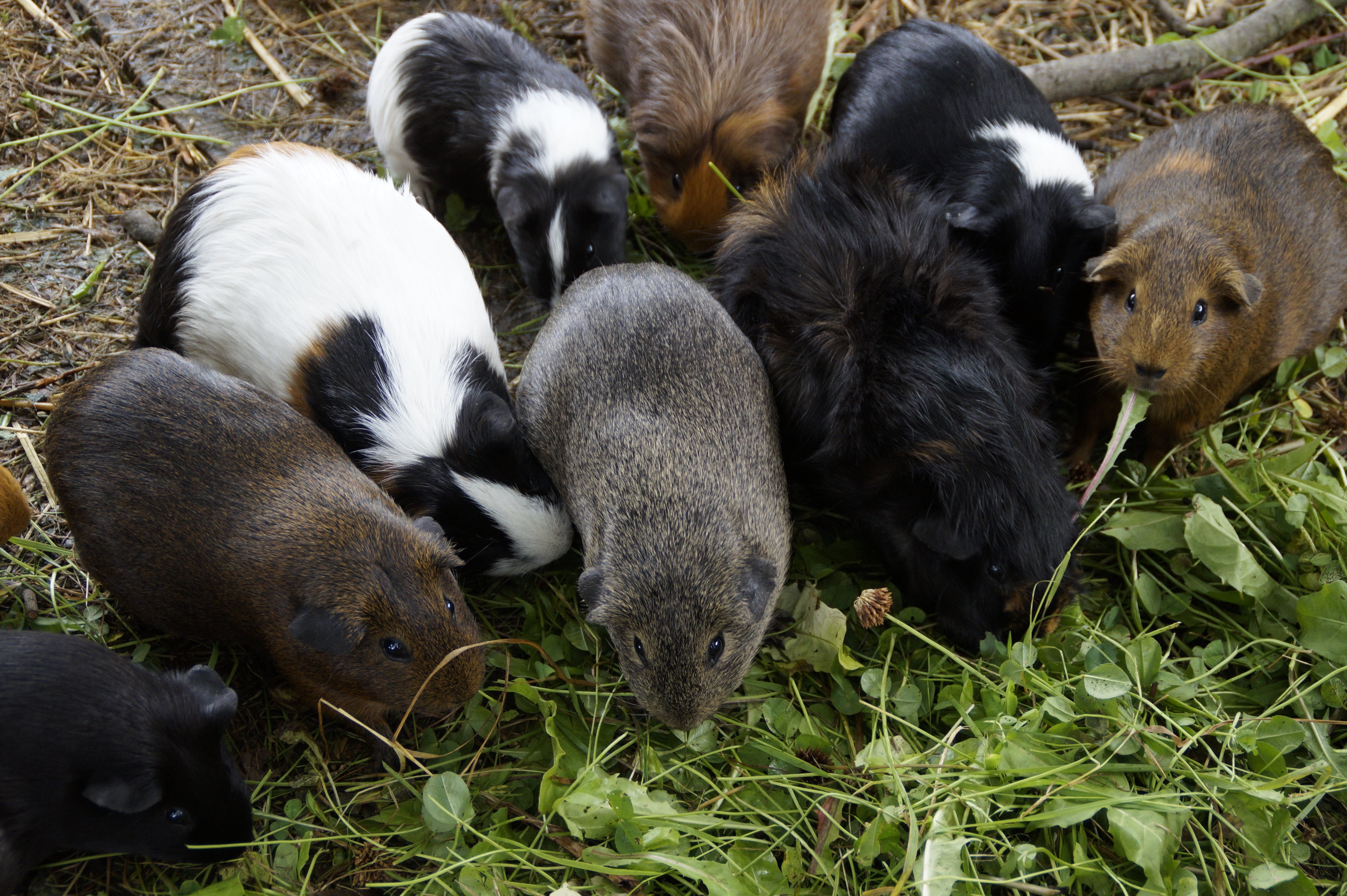 Wallpaper / animal family, mass, medium group of animals, quantitative, animal husbandry, grass, herbivorous, animal, 5K, domestic animals, vertebrate, relaxation free download