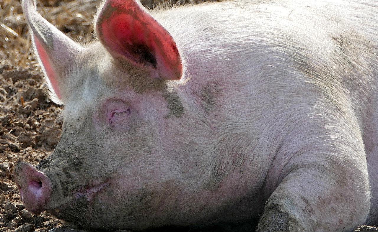 Agriculture Animal Husbandry Pig