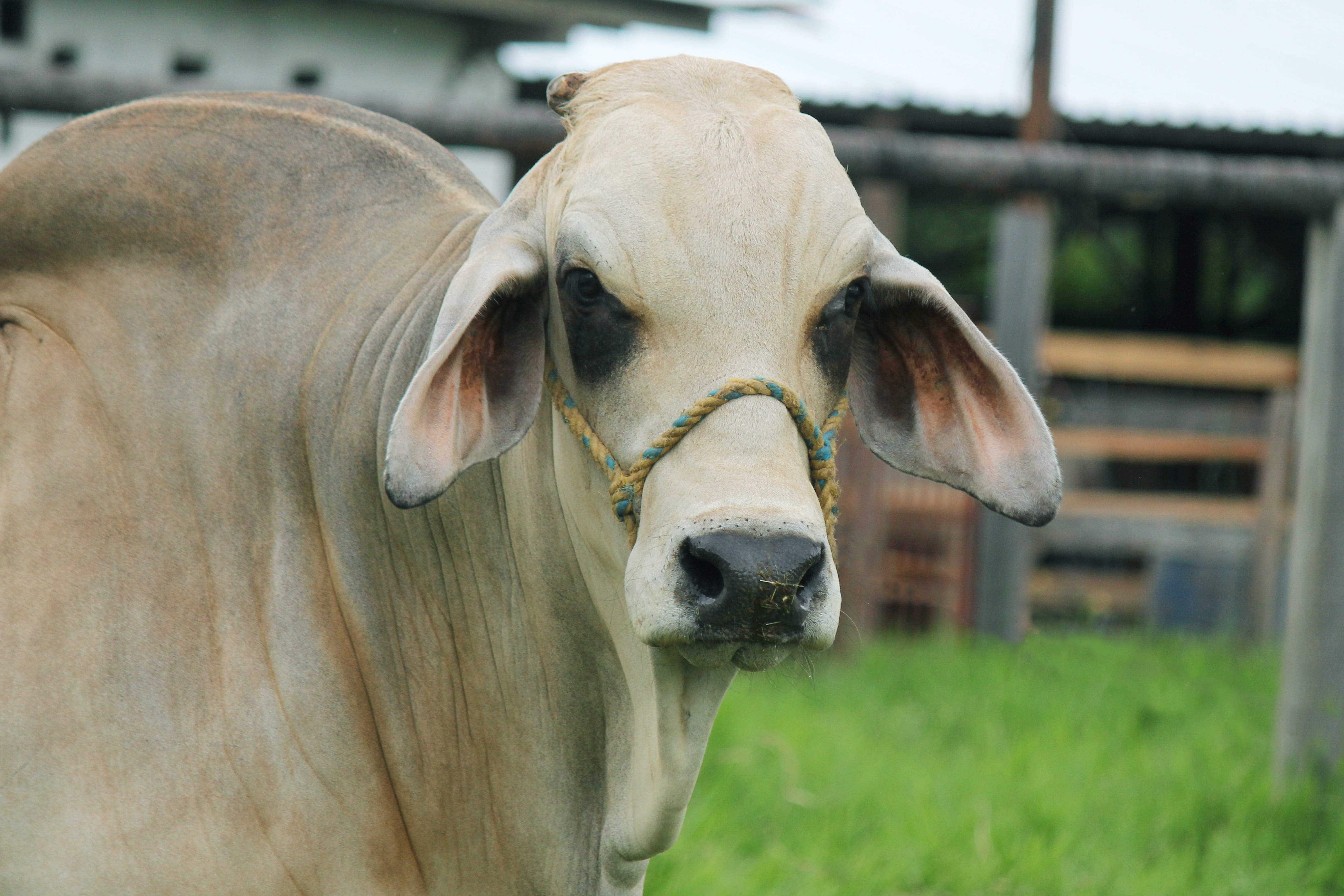 Wallpaper / nature, focus on foreground, Bovine, animal body part, animal, animal husbandry, livestock tag, farm, outdoors, domestic, no people, agriculture, 5K, cattle free download