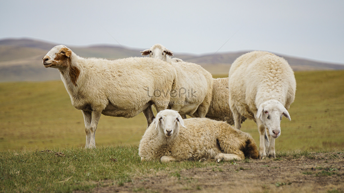 Hulunbuir Grassland Pasture Has Developed Animal Husbandry Picture And HD Photo. Free Download On Lovepik
